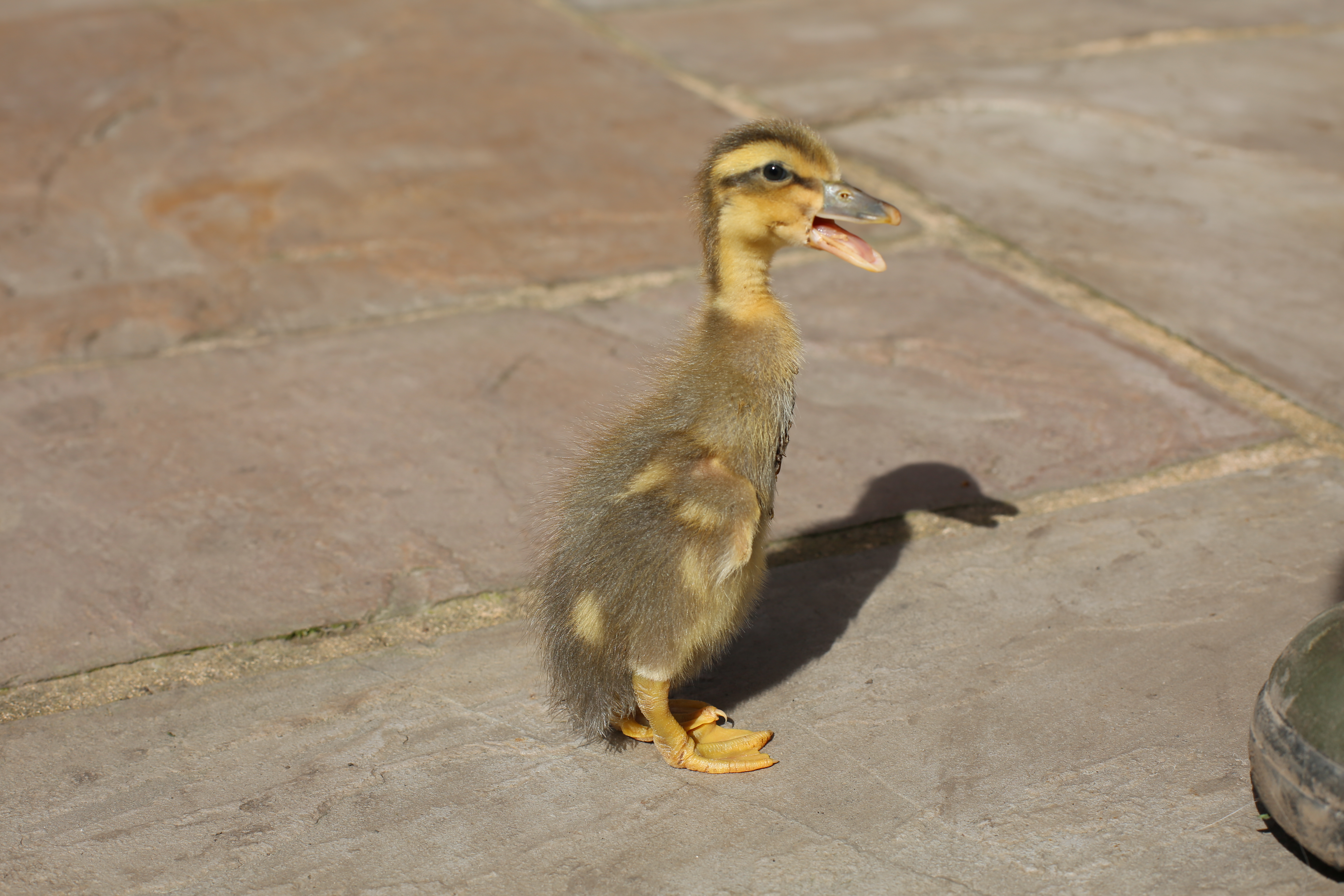 Indian runners ducks breed information omlet