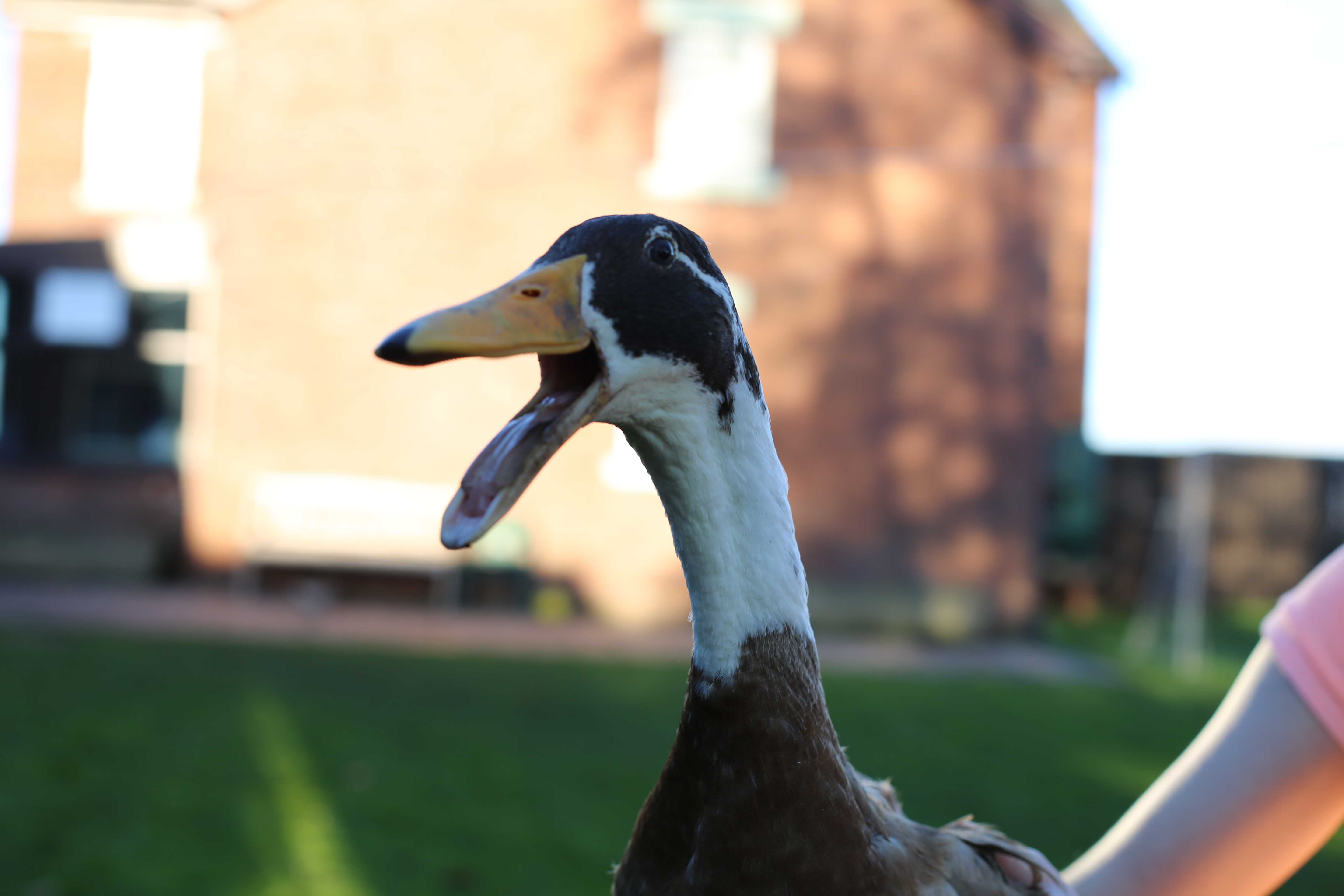 Indian Runners Ducks Breed Information Omlet