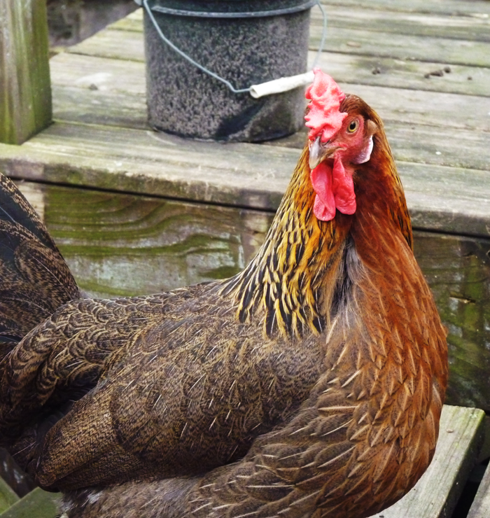 Leghorn For Sale Chickens Breed Information Omlet