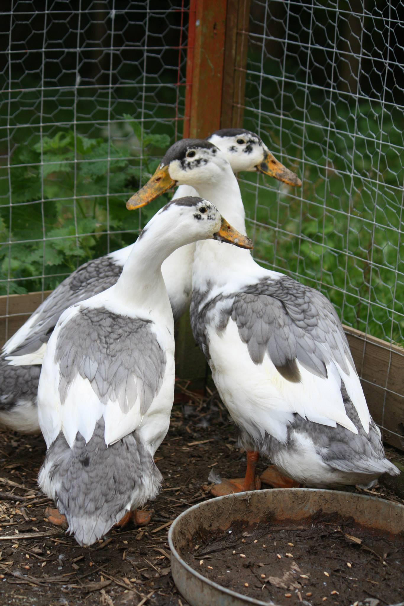 Magpie | Ducks | Breed Information | Omlet