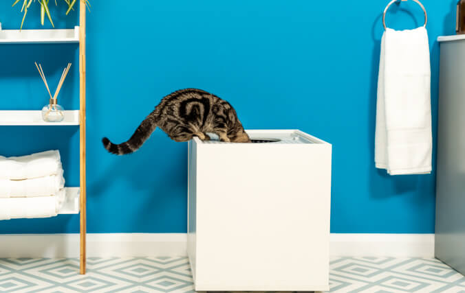 tabby cat looking into the cat litter box furniture