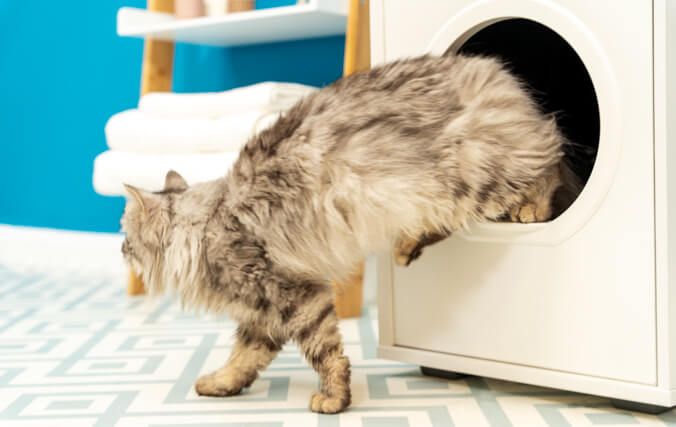 older cat jumping out of the walk in maya cat litter box