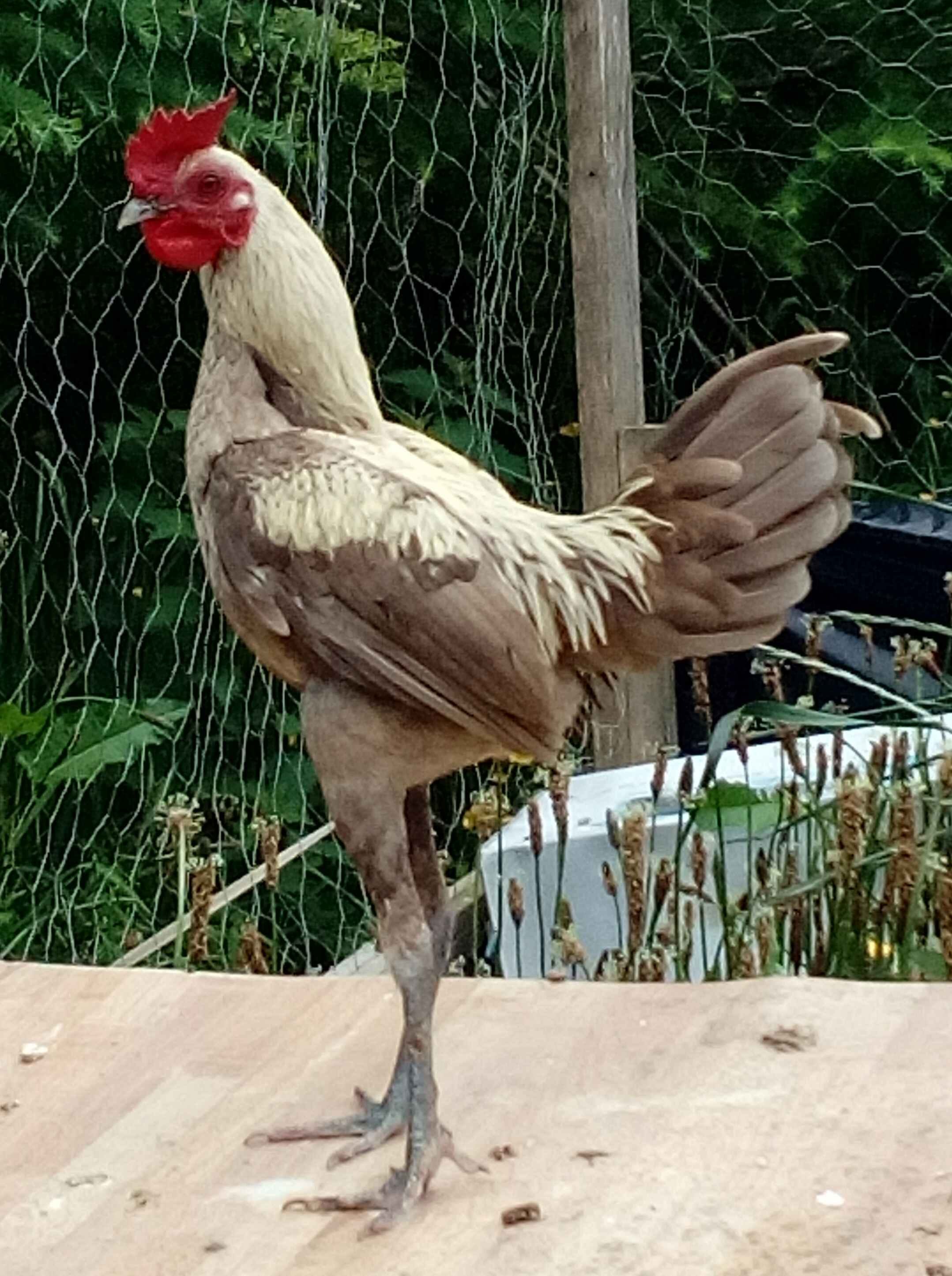Chickens For Sale Long Island Chickens For Sale Long Island