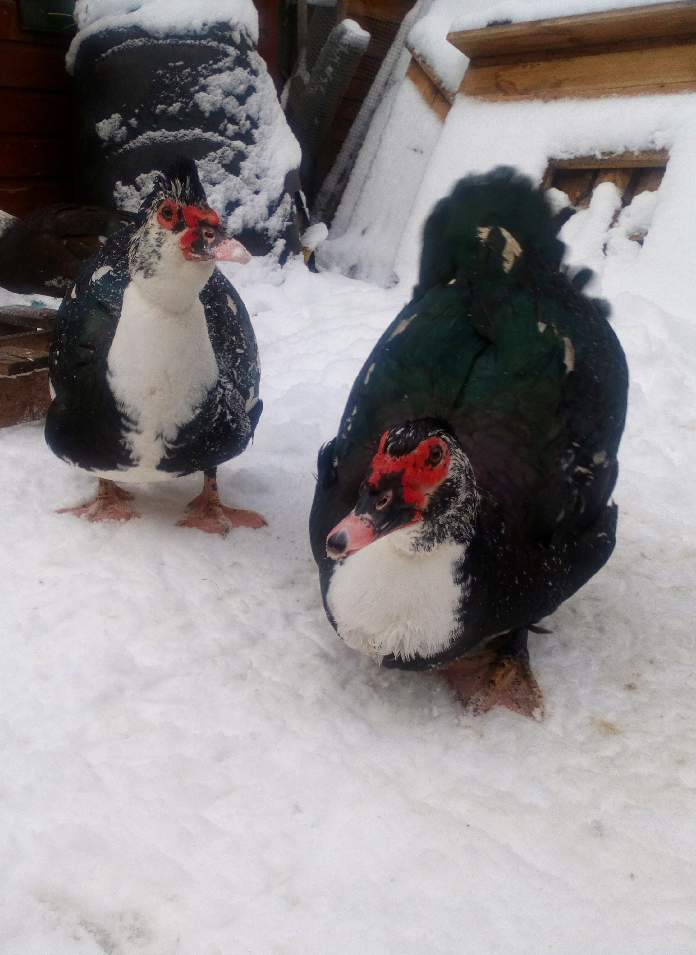 Muscovy Ducks Breed Information Omlet