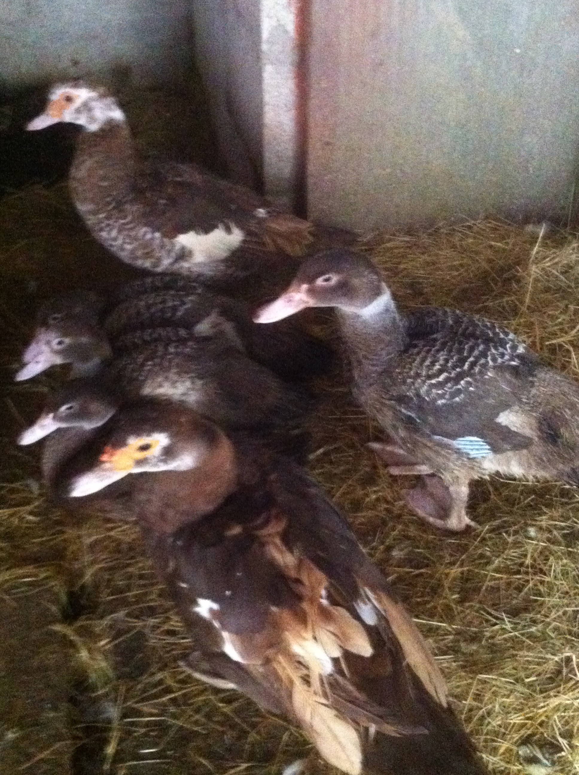 Muscovy | Ducks | Breed Information | Omlet