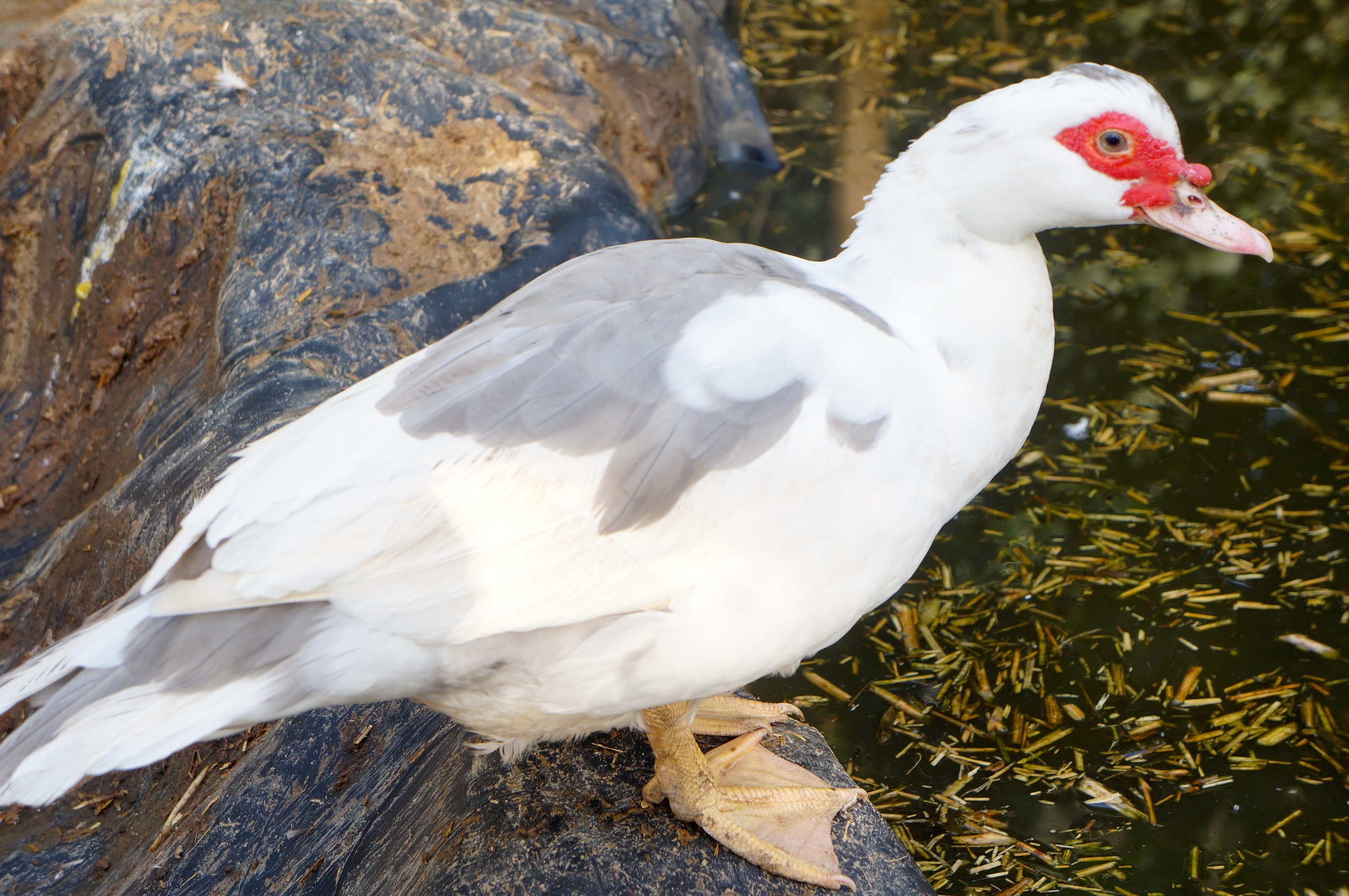 Muscovy | Ducks | Breed Information | Omlet