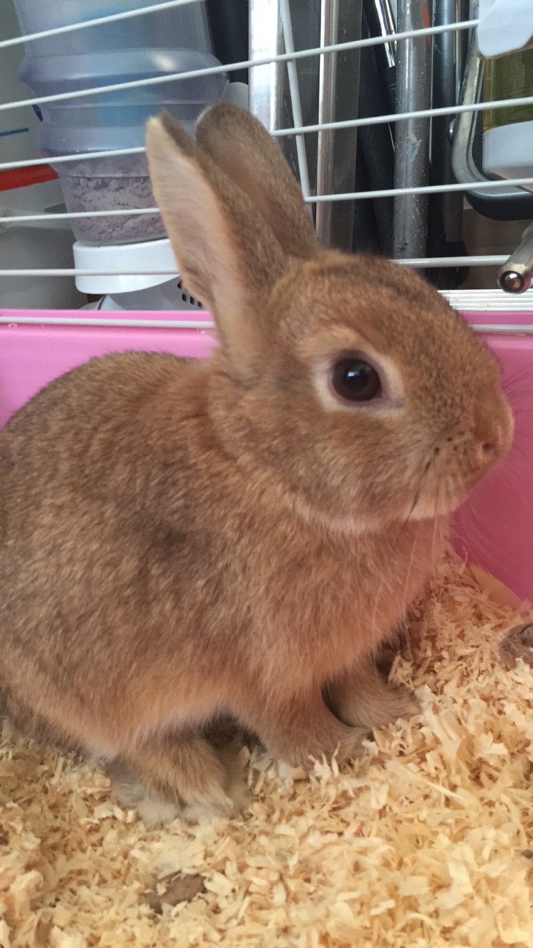 Netherland Dwarf For Sale Rabbits Breed Information Omlet