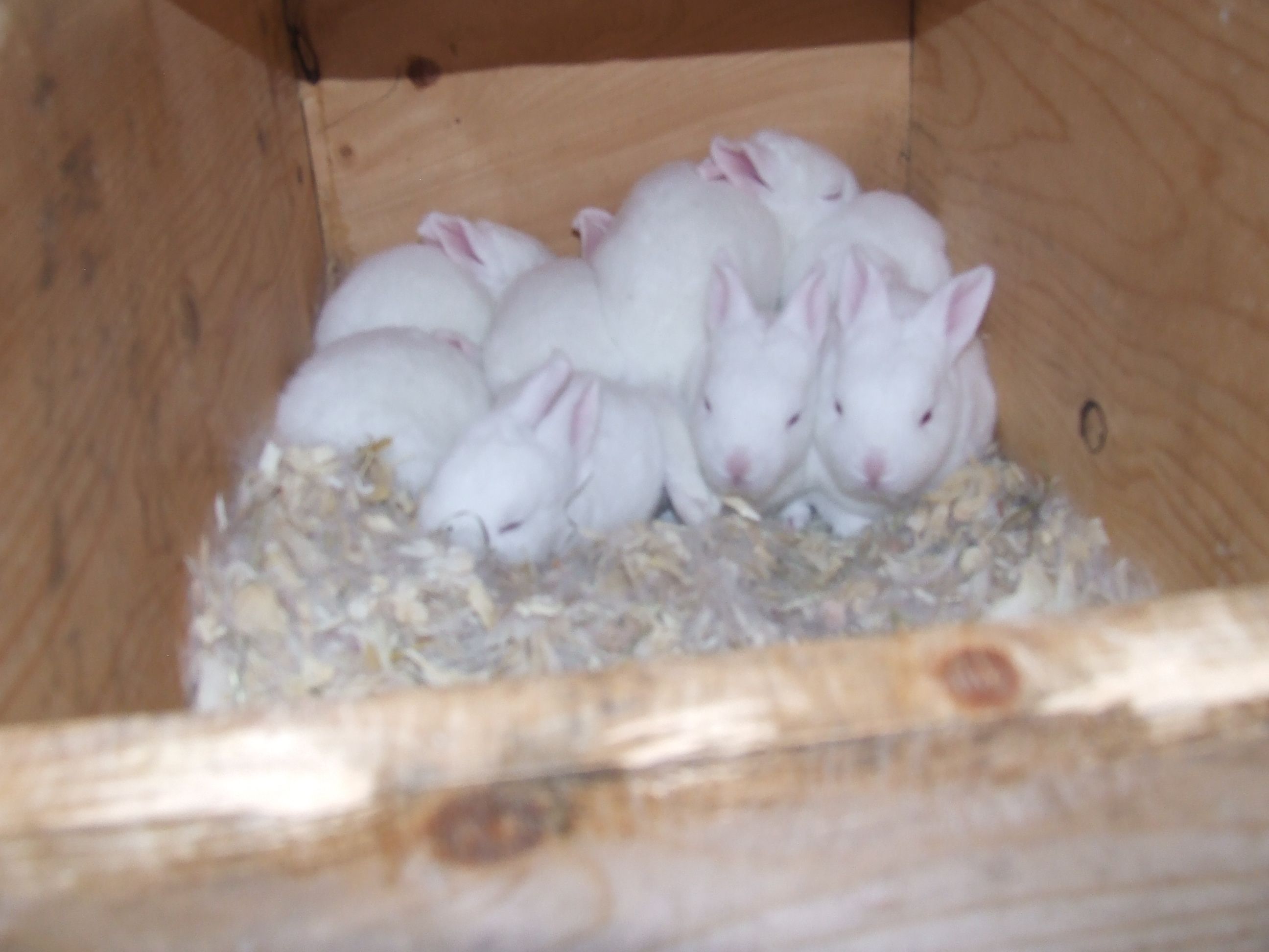 New Zealand For Sale Rabbits Breed Information Omlet