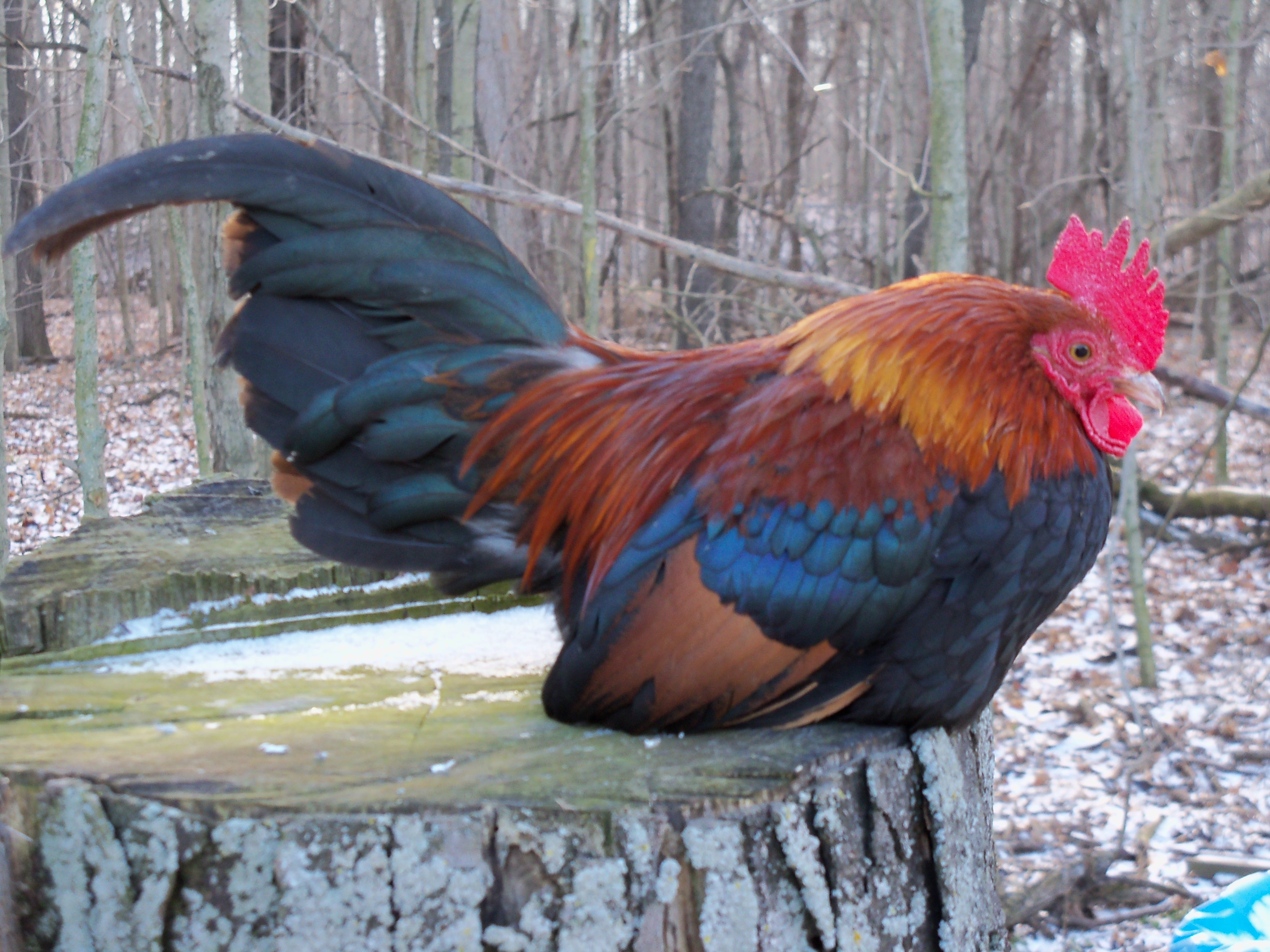 Old English Bantam Color Chart