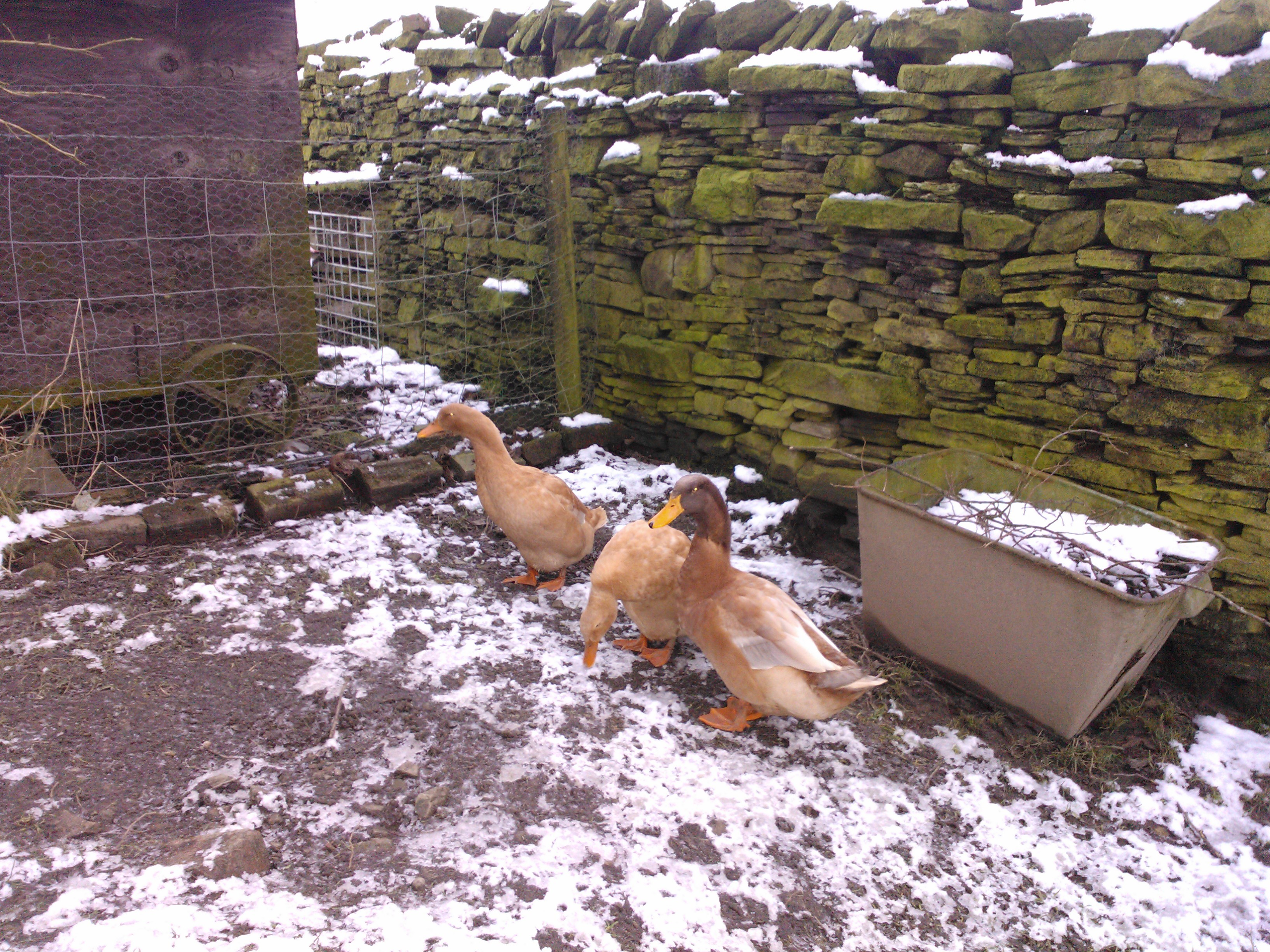 Orpington Ducks Breed Information Omlet