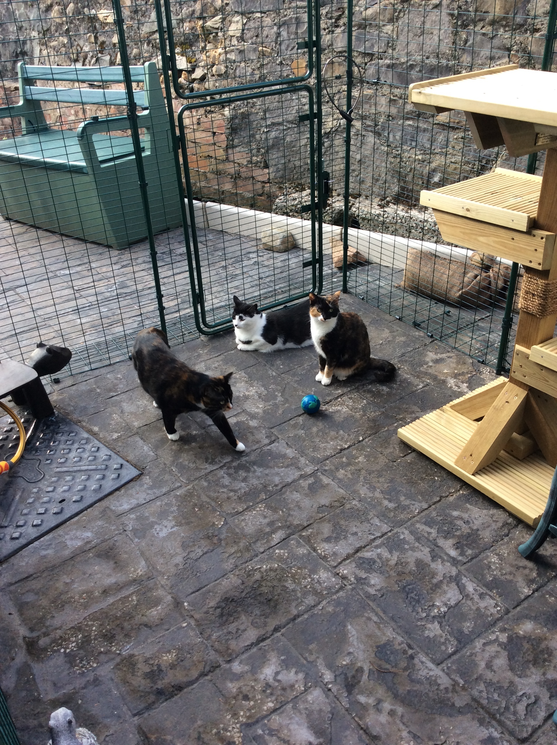 Outdoor Cat Run Cat Products Omlet