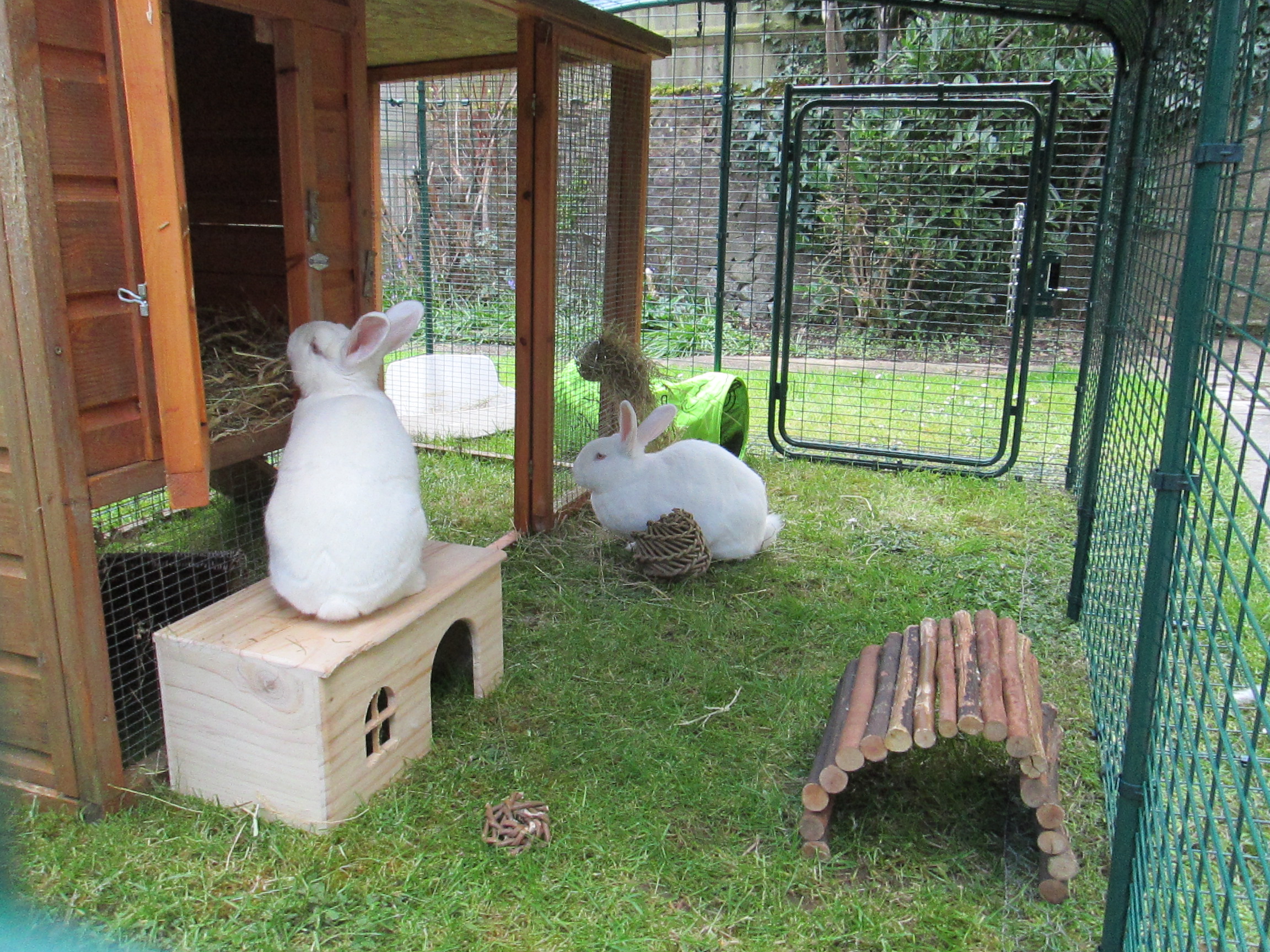 outdoor run outdoor rabbit run rabbit products omlet outdoor run outdoor rabbit run rabbit products omlet