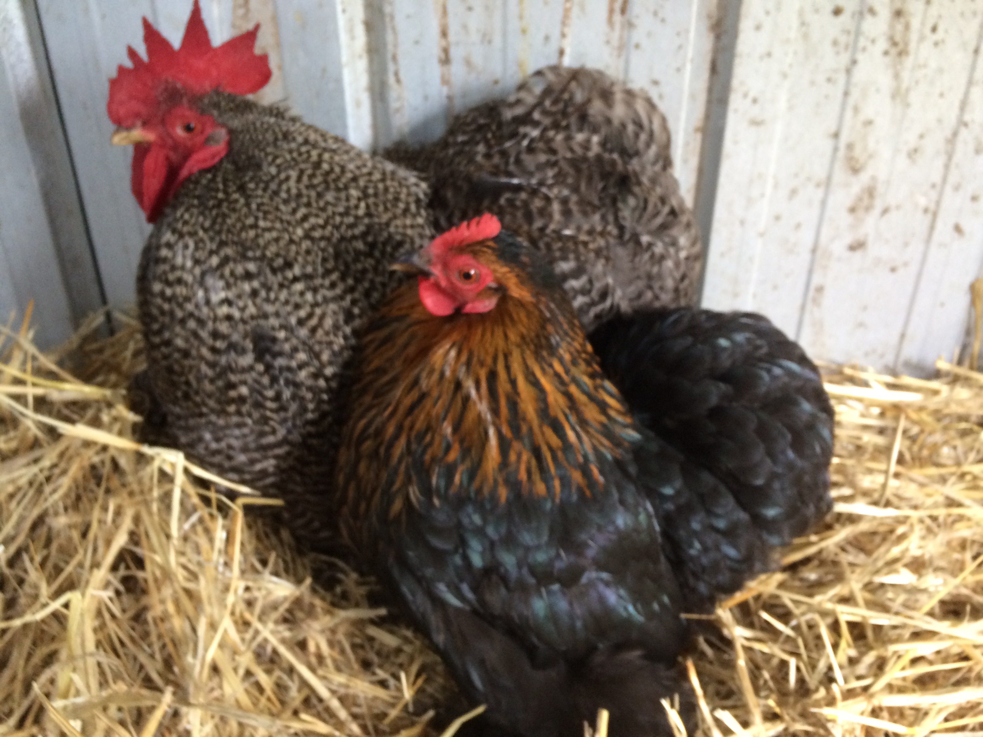 Pekin Bantam For Sale Chickens Breed Information Omlet Pekin Bantam For Sale Chickens Breed Information Omlet