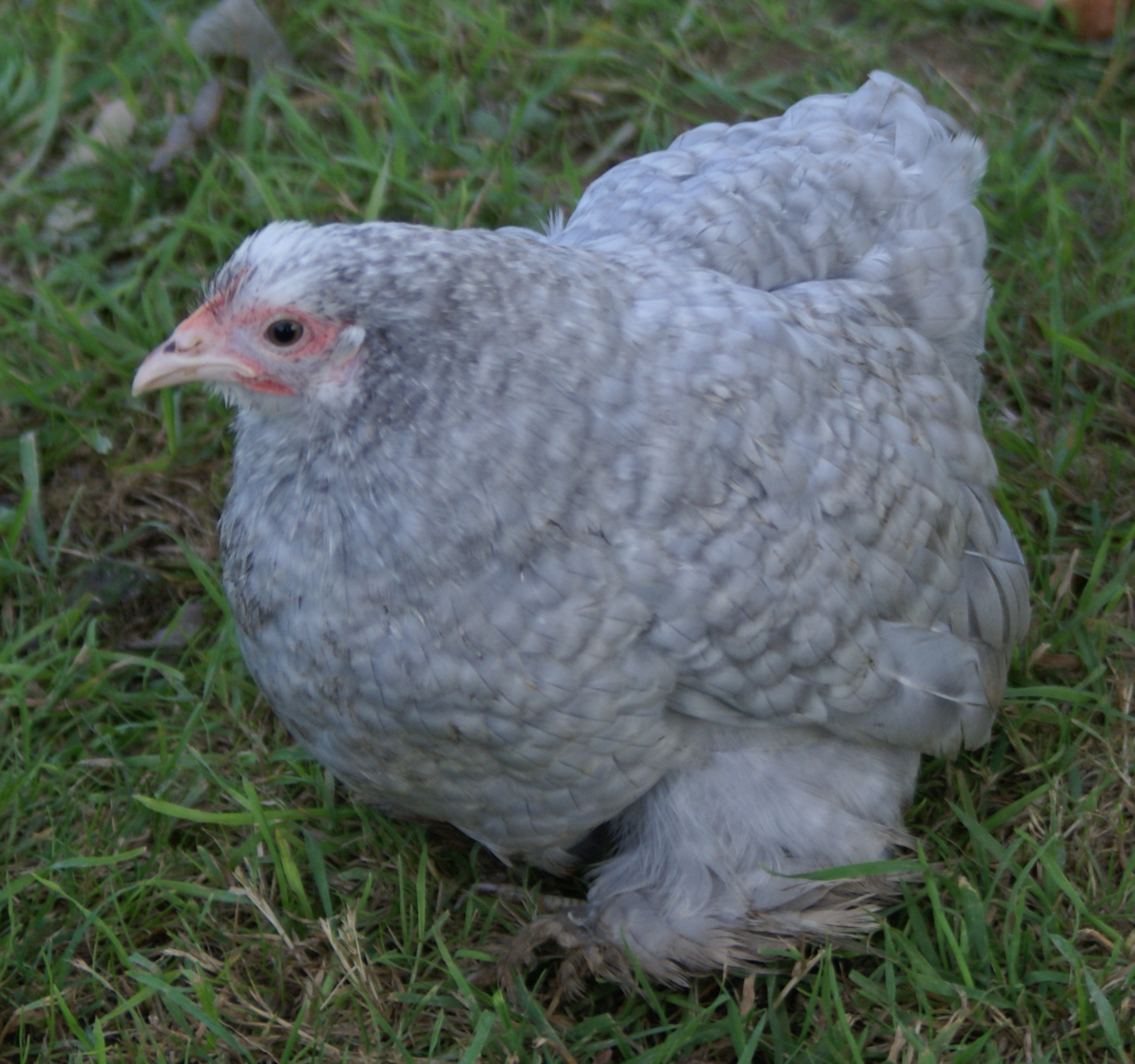 Pekin Bantam For Sale Chickens Breed Information Omlet
