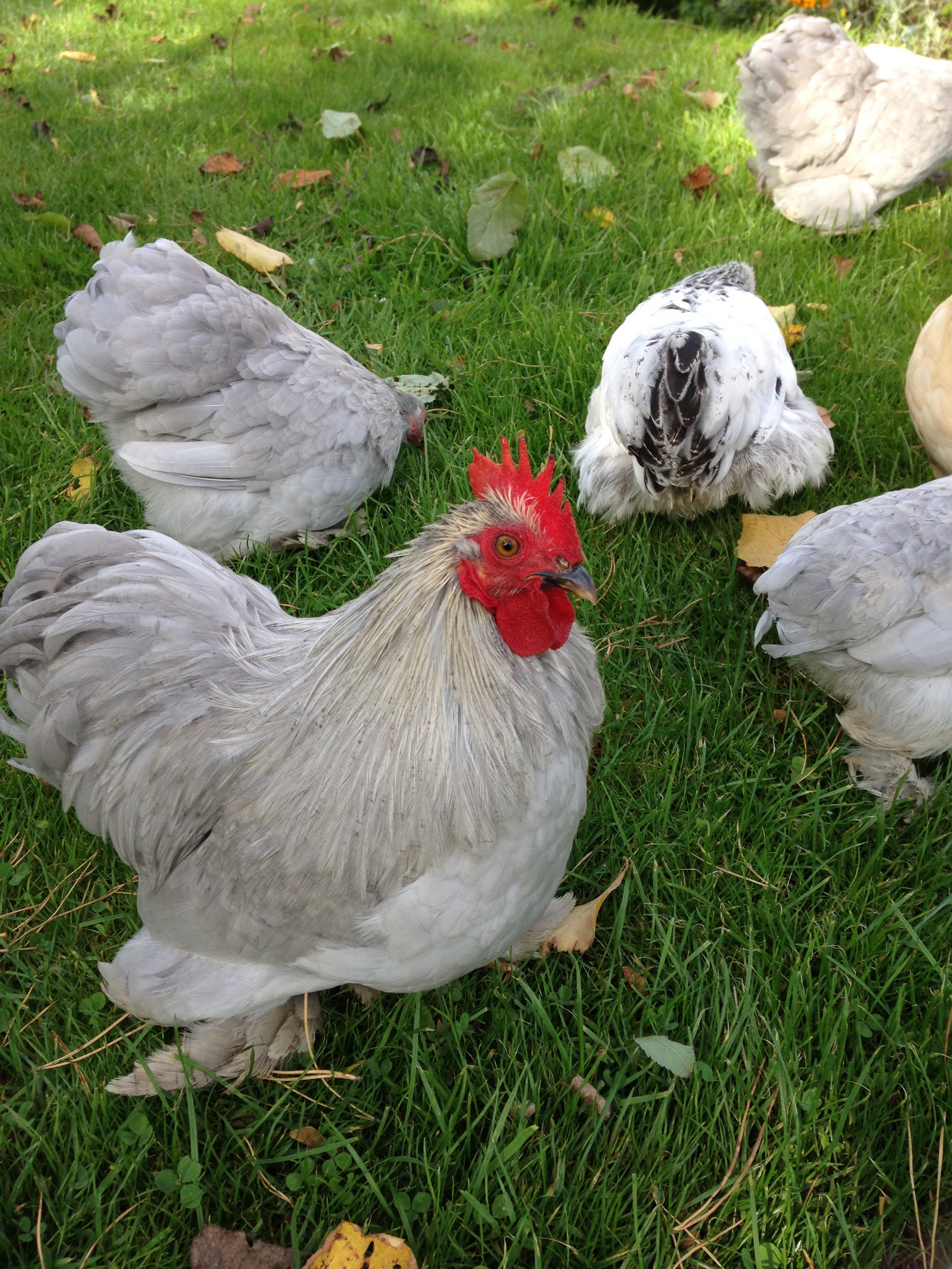 Pekin Bantam For Sale Chickens Breed Information Omlet