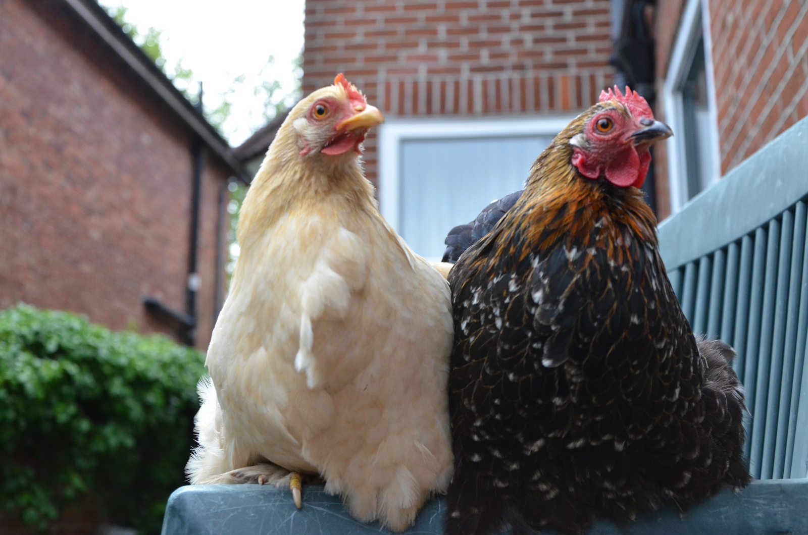 Jane Watkins' wonderful two Pekin Bantam hens perched on the bench in the back garden