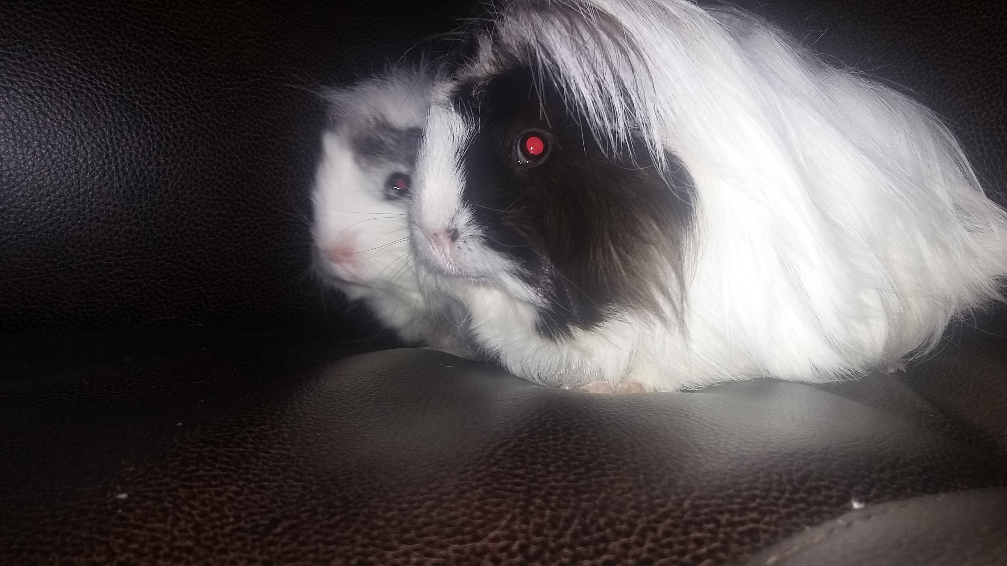 Get Peruvian Guinea Pig For Sale Florida PNG