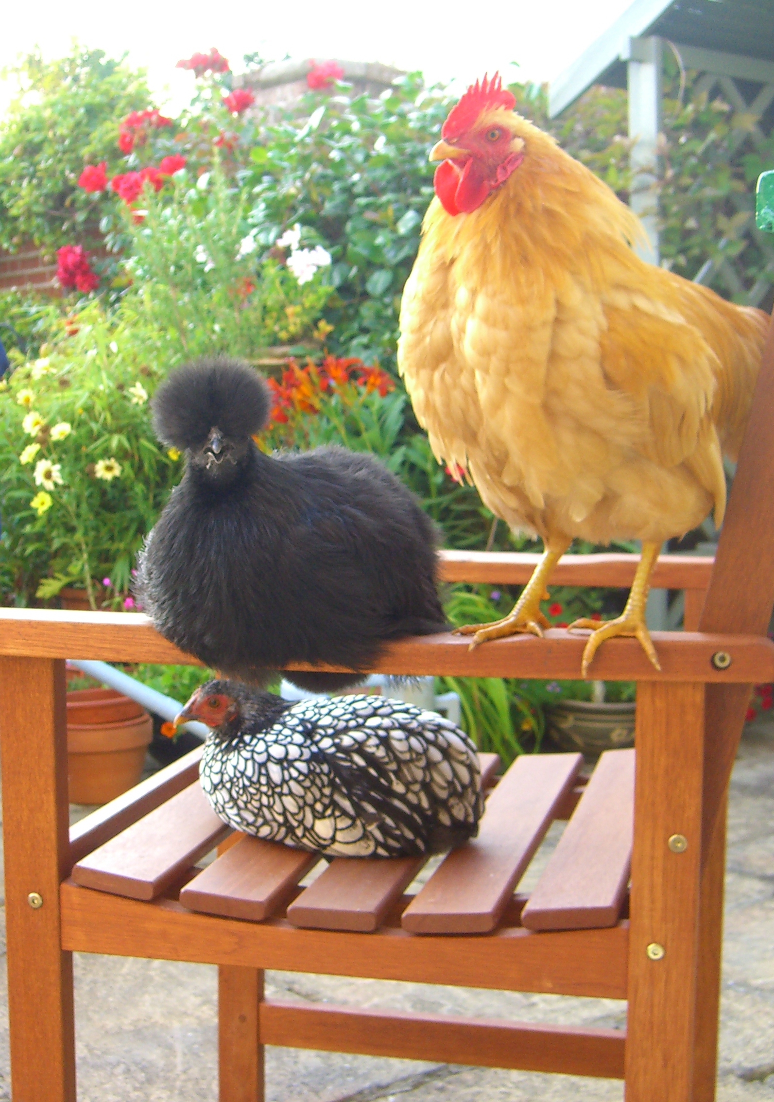 Plymouth Rock Bantam For Sale Chickens Breed Information Omlet