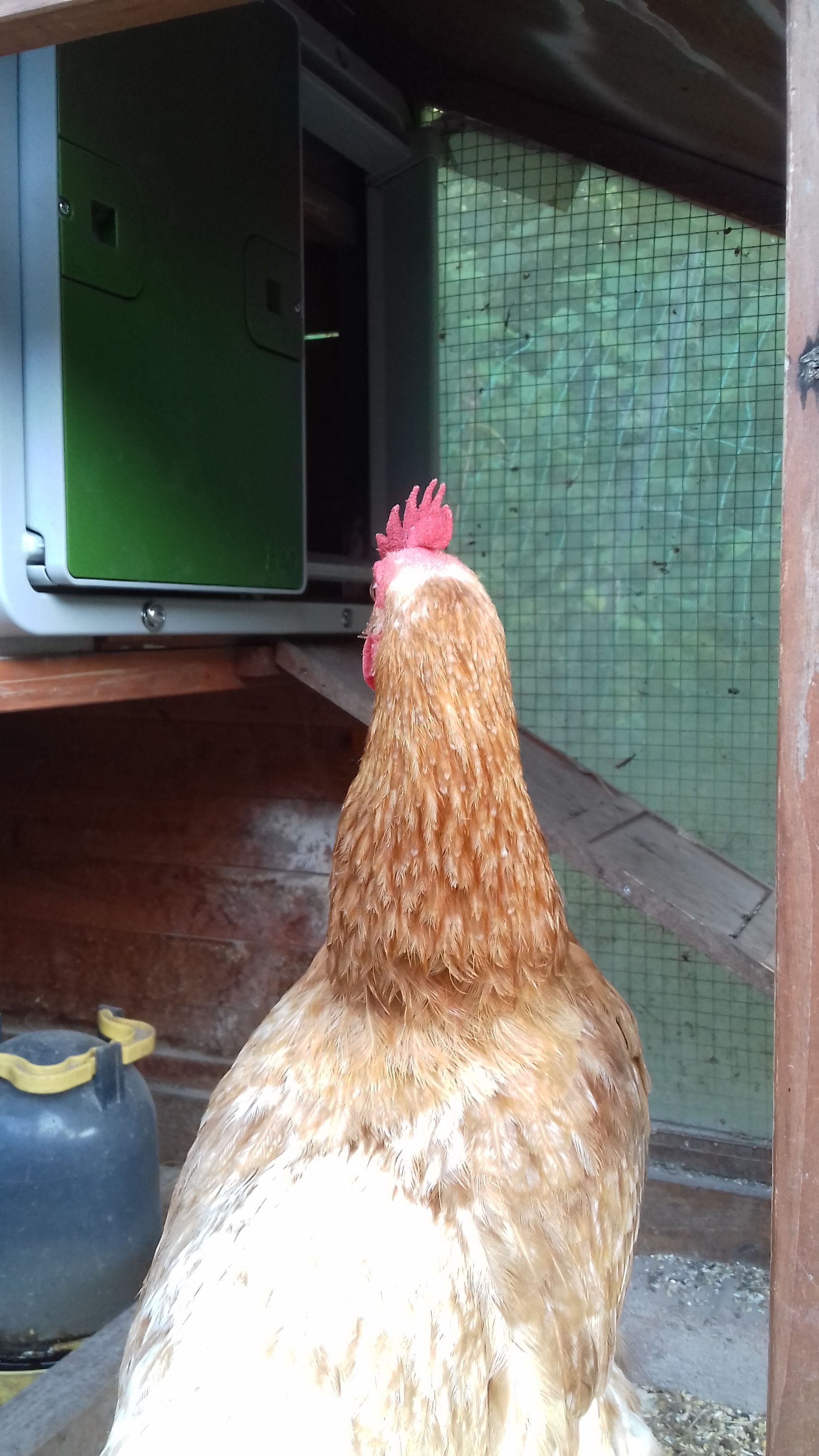 Automatic Chicken Coop Door Opener Omlet