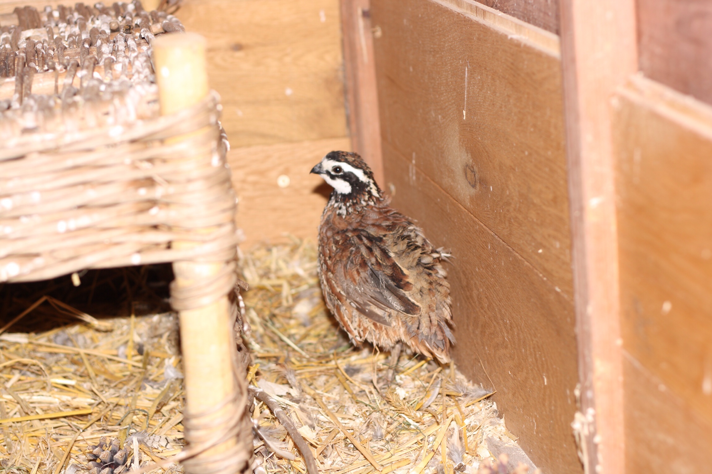 Looking after your quail Quail Care Quails Guide Omlet Australia