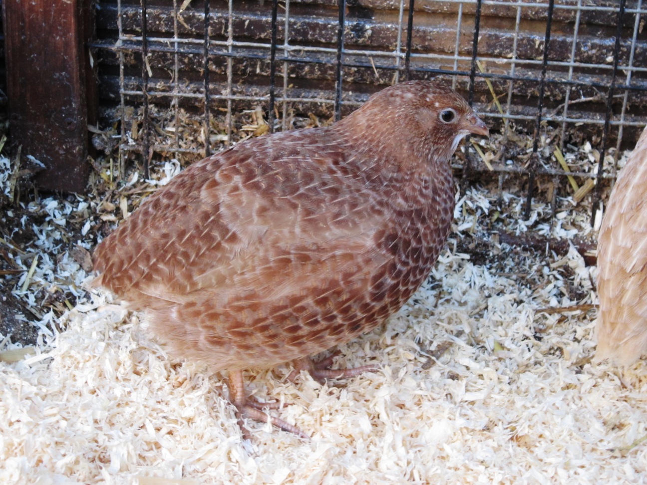 Quail Breeds | About Quail | Quails | Guide | Omlet Australia