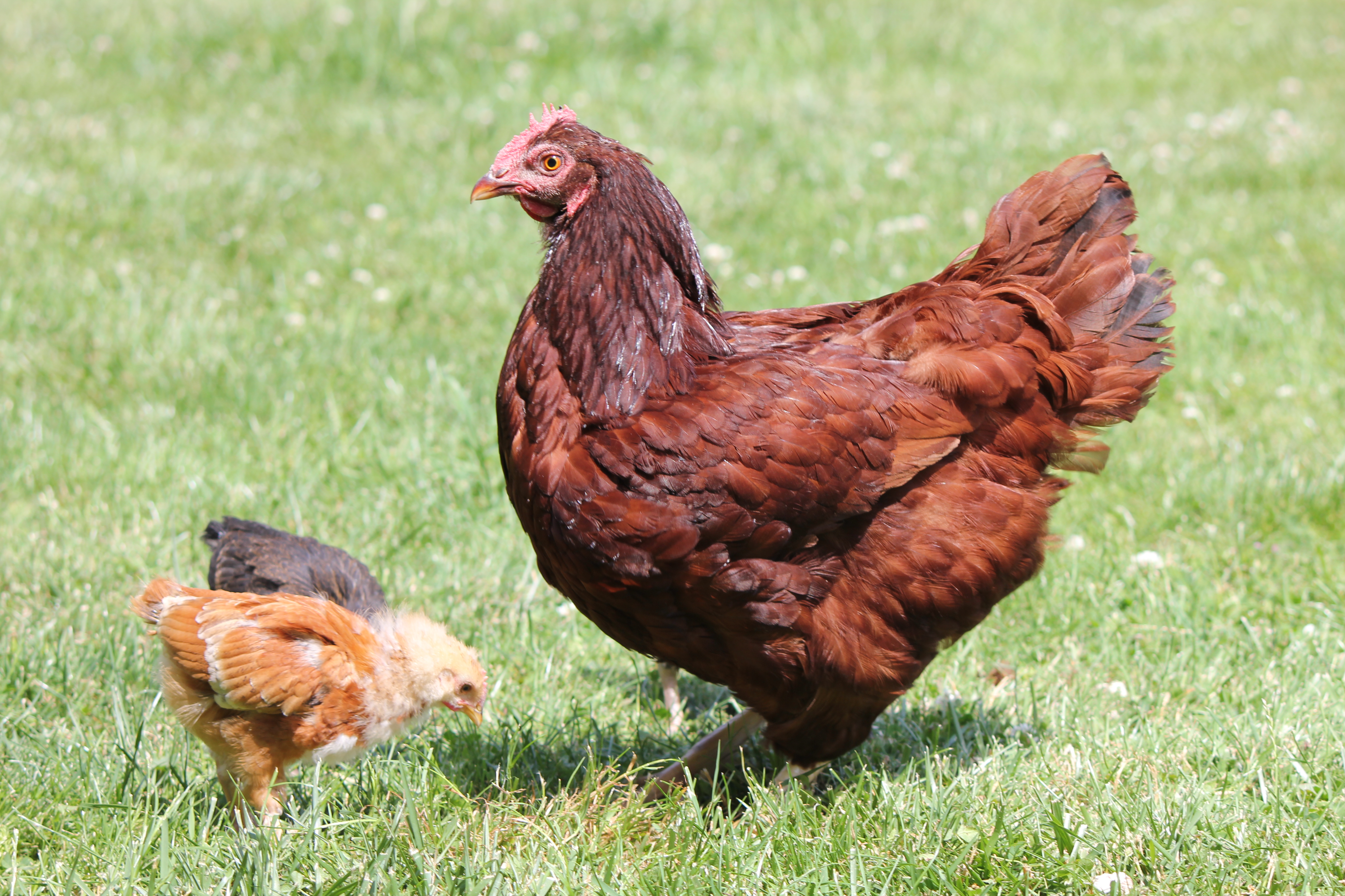 Порода кур айленд. Сассо ред порода кур. Курица род Айленд. Род-Айленд порода кур. Rhode Island Red.