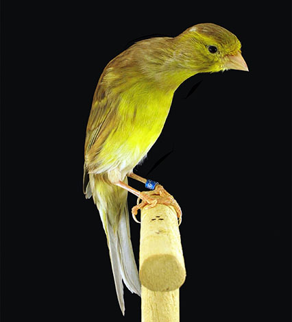 Scotch Fancy Canary