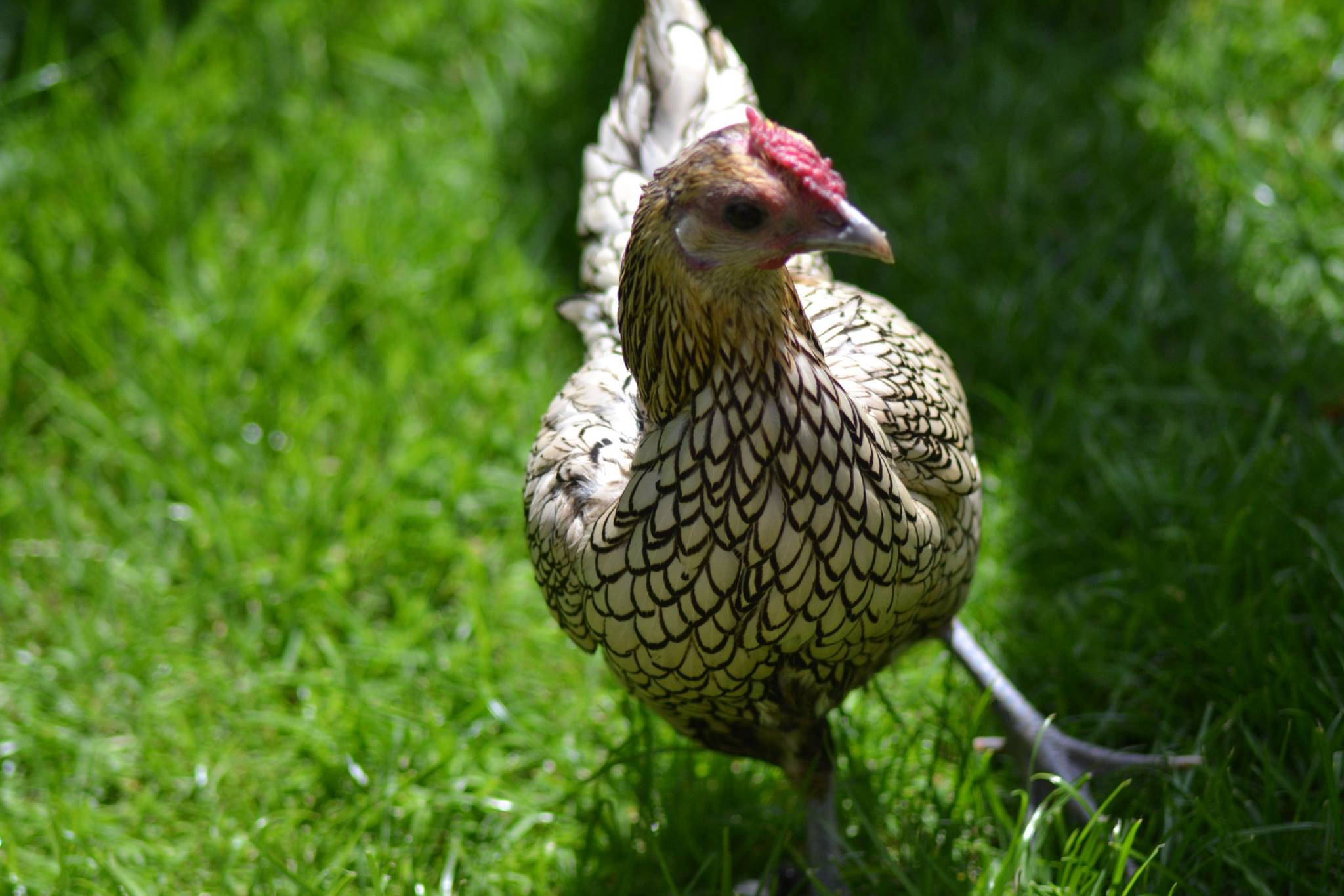 Sebright For Sale Chickens Breed Information Omlet