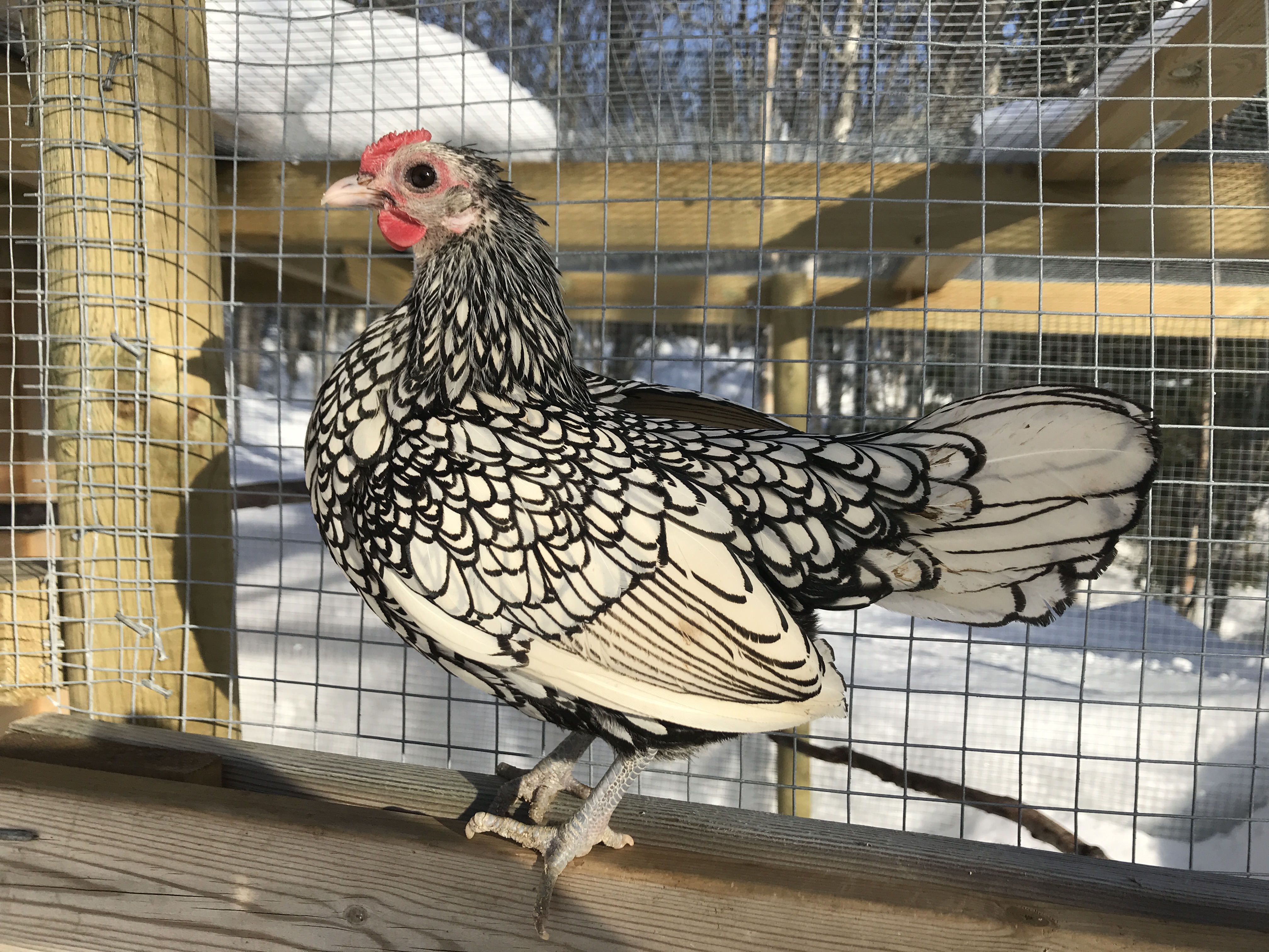 Sebright For Sale Chickens Breed Information Omlet