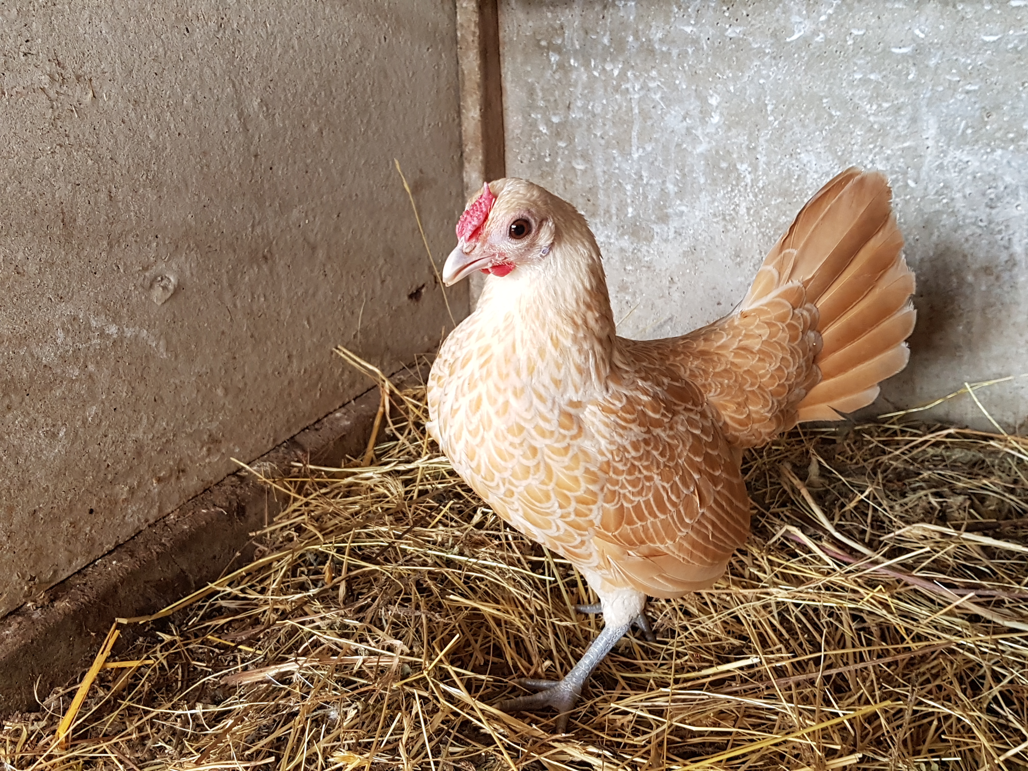 Sebright For Sale Chickens Breed Information Omlet