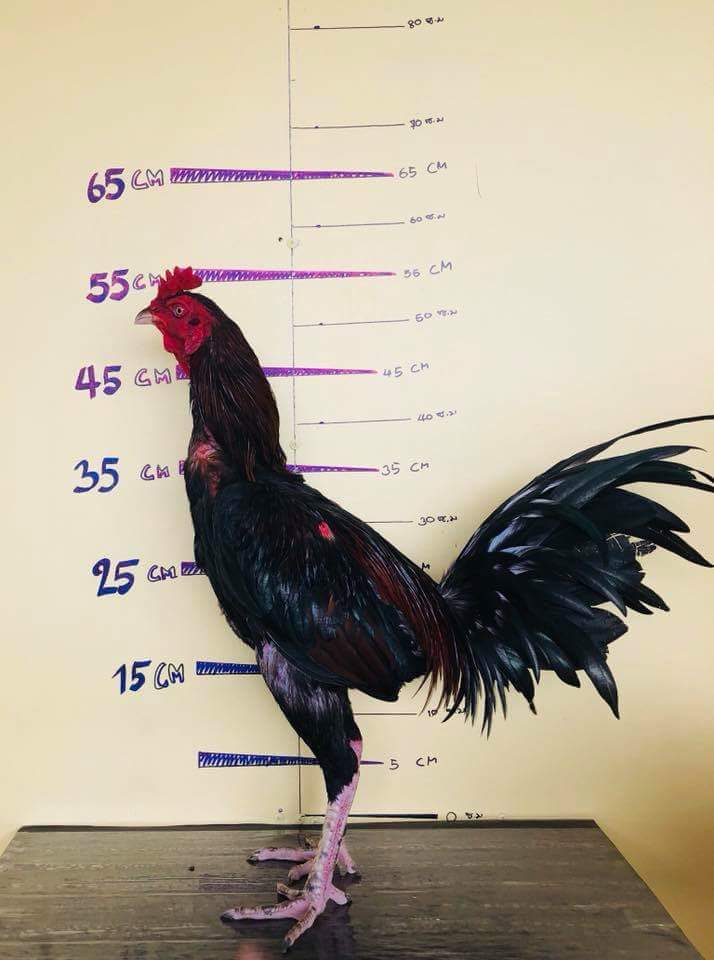 Serama For Sale Chickens Breed Information Omlet