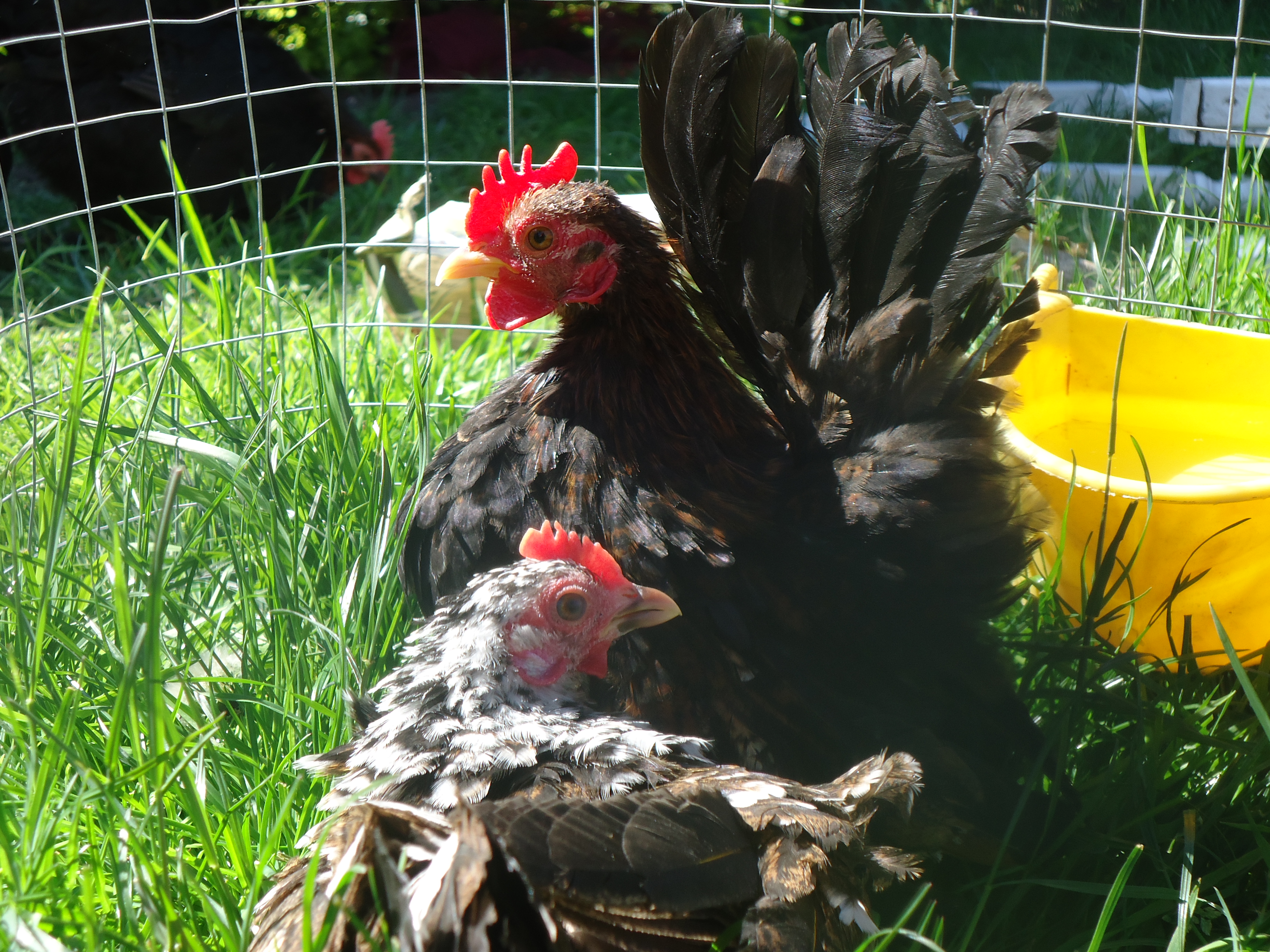 Serama For Sale Chickens Breed Information Omlet