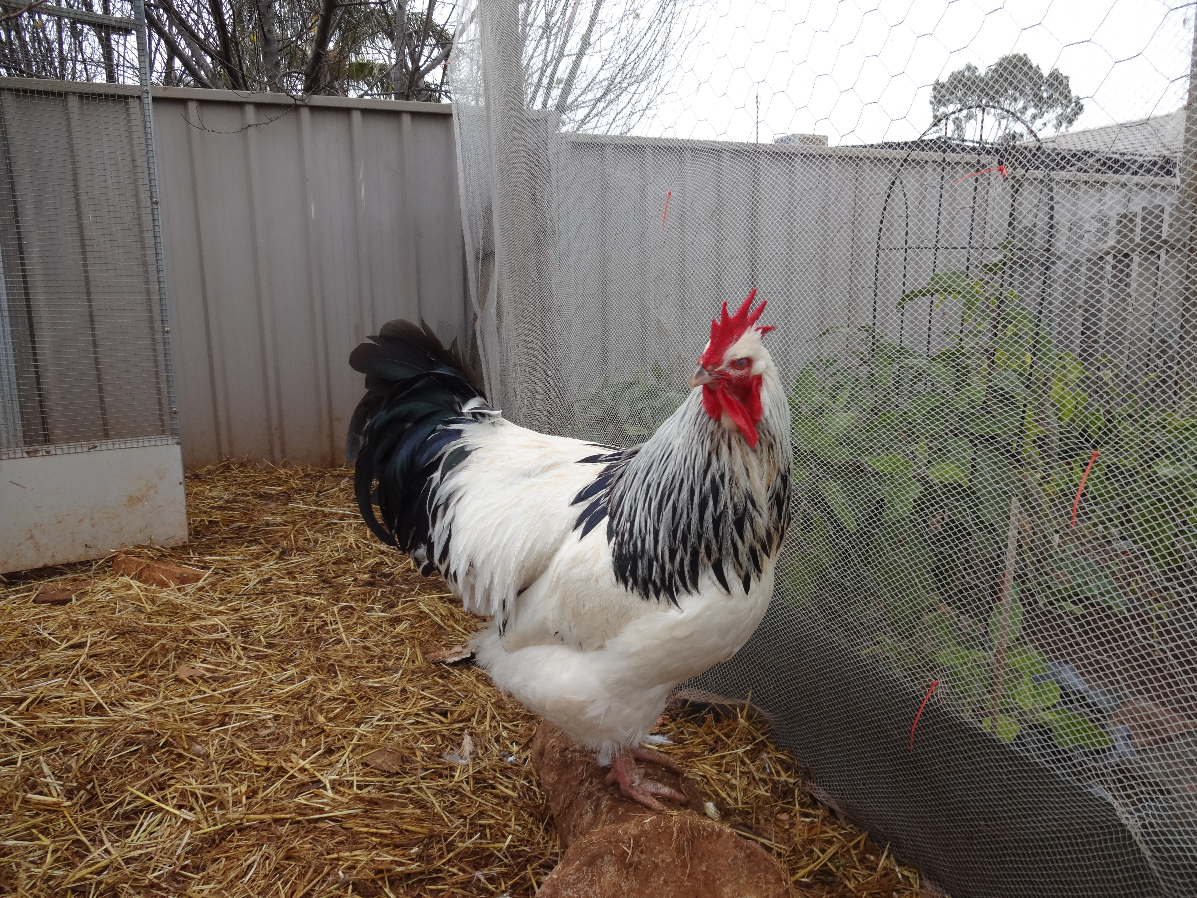 Sussex For Sale Chickens Breed Information Omlet