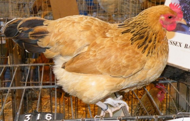 Broiler Chickens For Sale Benoni Gumtree Classifieds South Africa