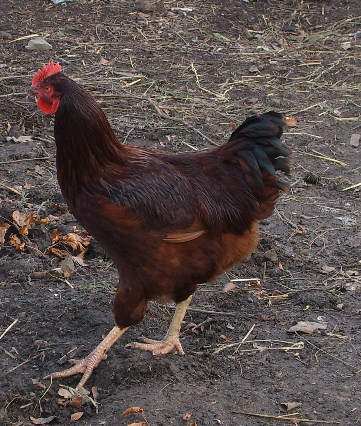  Sussex For Sale Chickens Breed Information Omlet