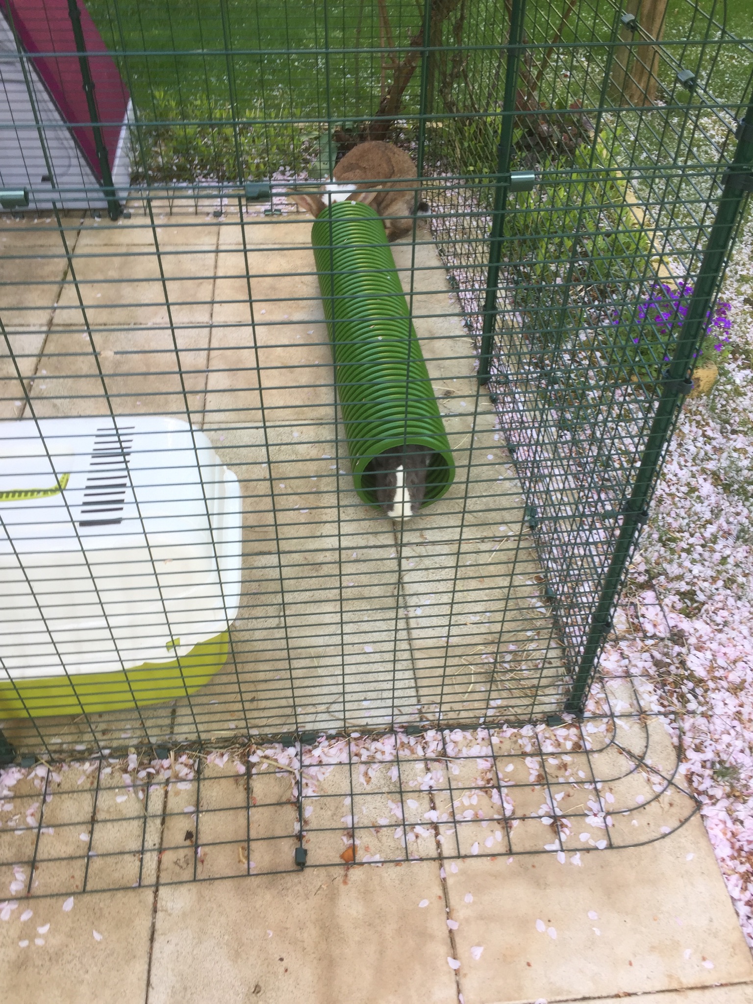 Zippi Guinea Pig Tunnel System | Omlet