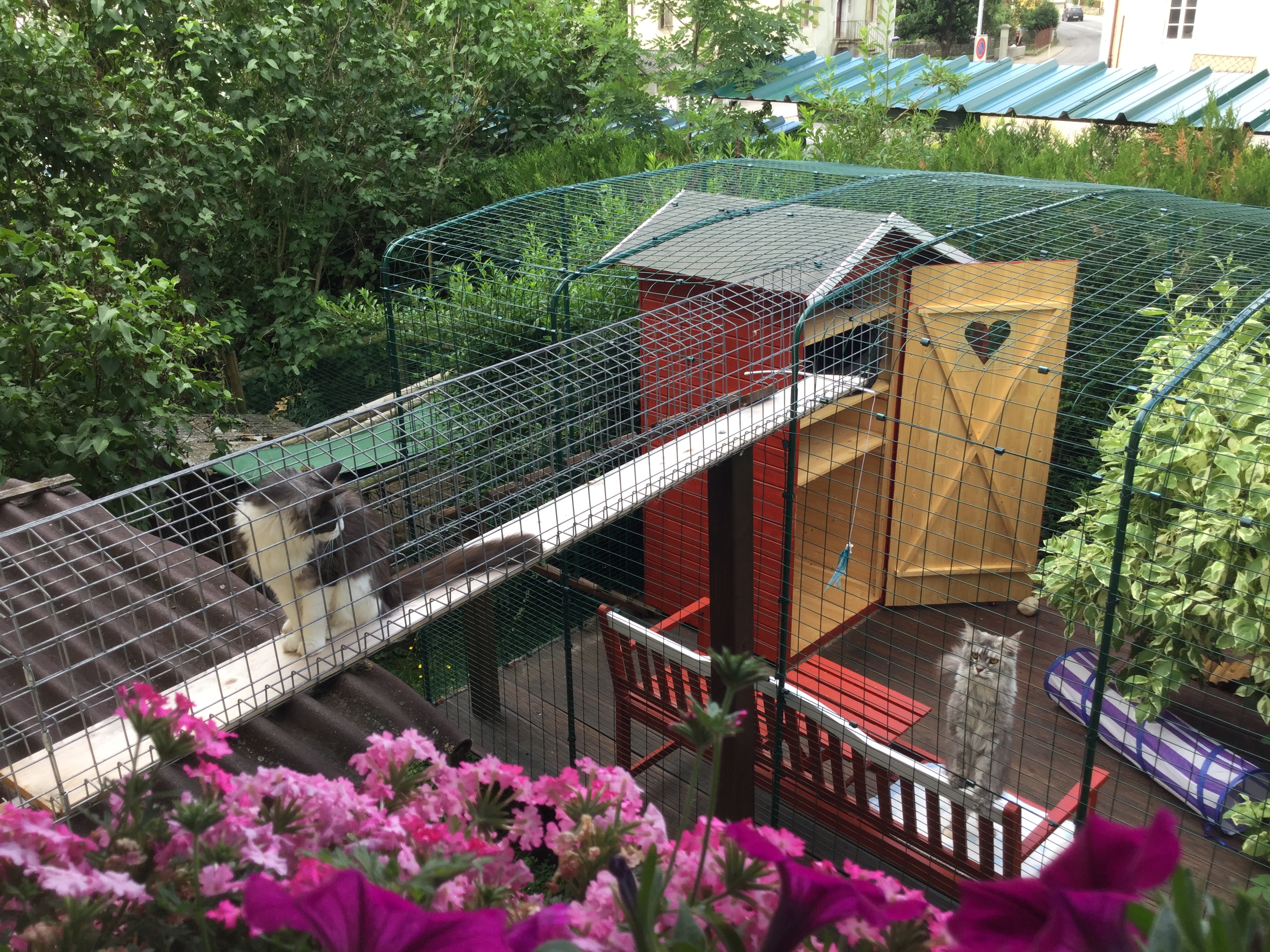 Outdoor Cat Run Cat Products Omlet