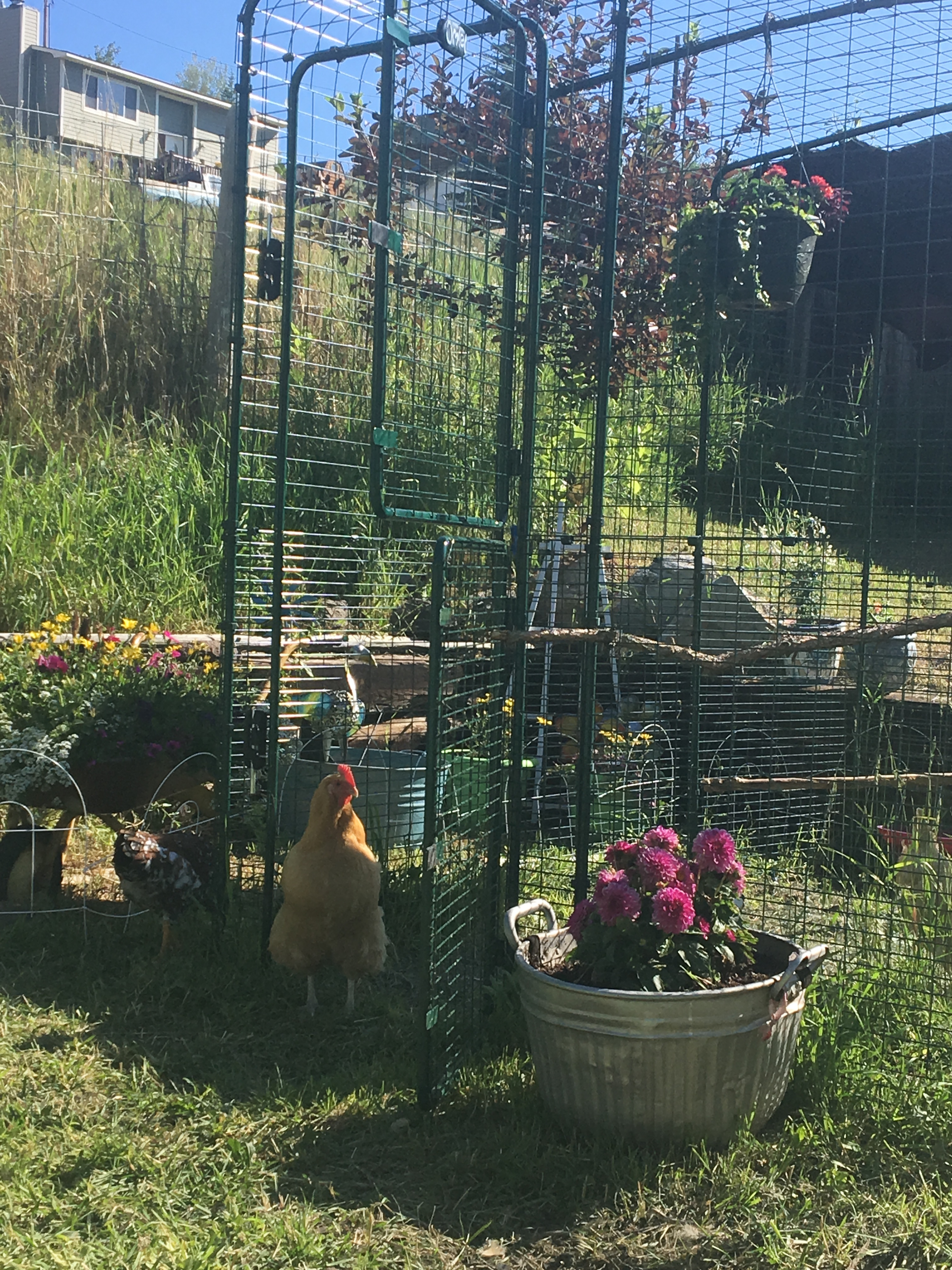 Walk In Chicken Run Chicken Coops, Walk in Chicken Runs, Chicken
