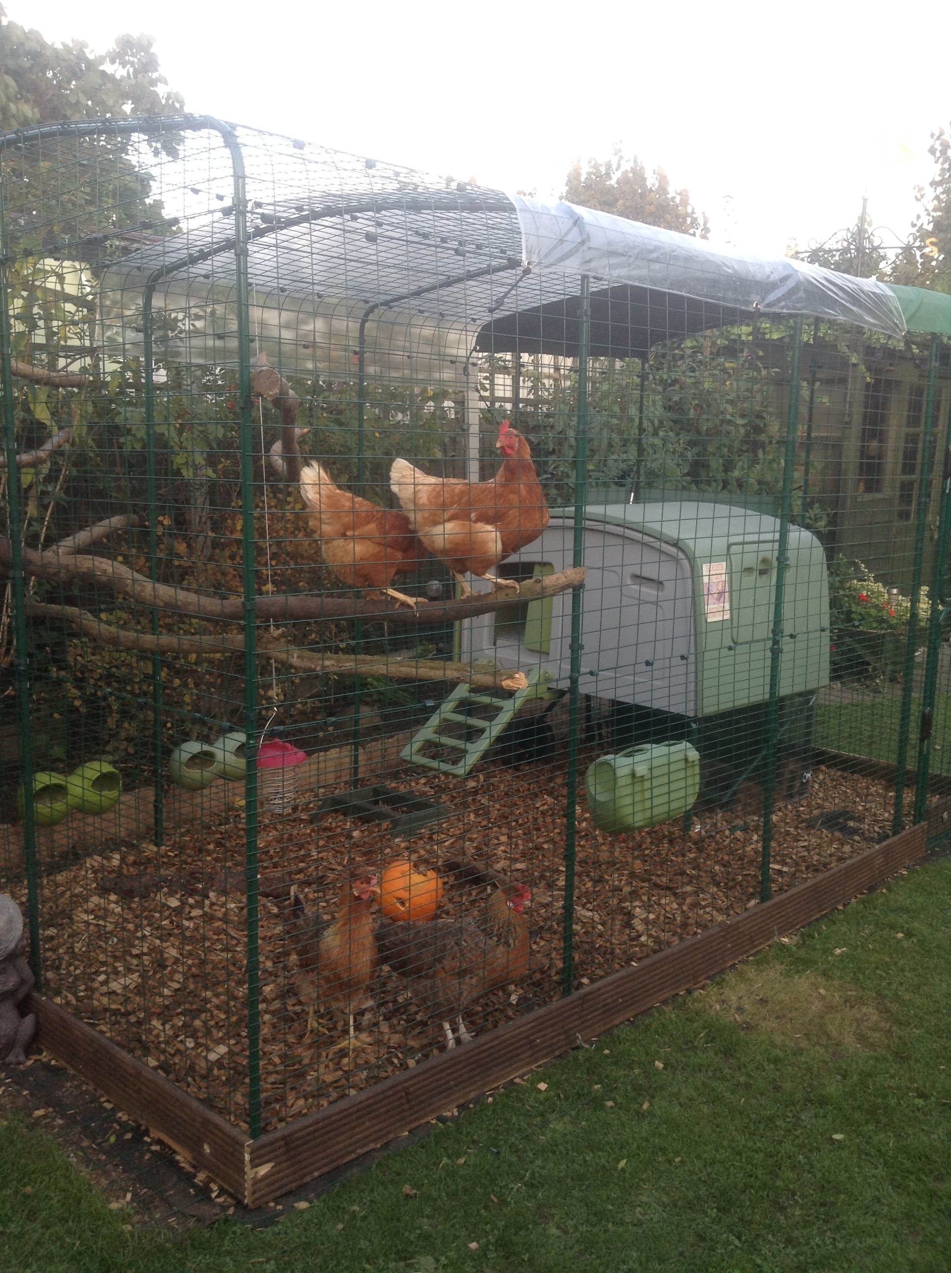 Walk In Chicken Run Chicken Keeping Equipment Omlet