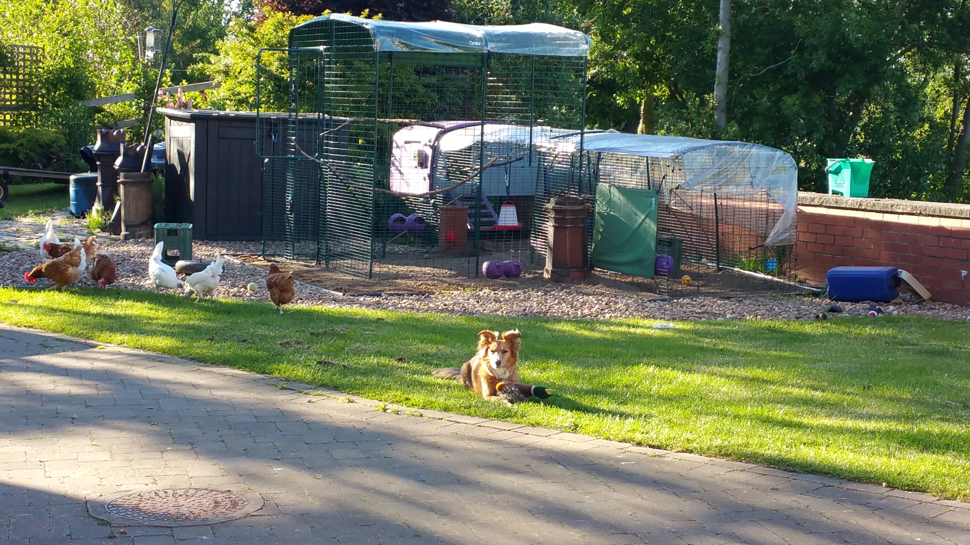 Walk In Chicken Run Chicken Keeping Equipment Omlet