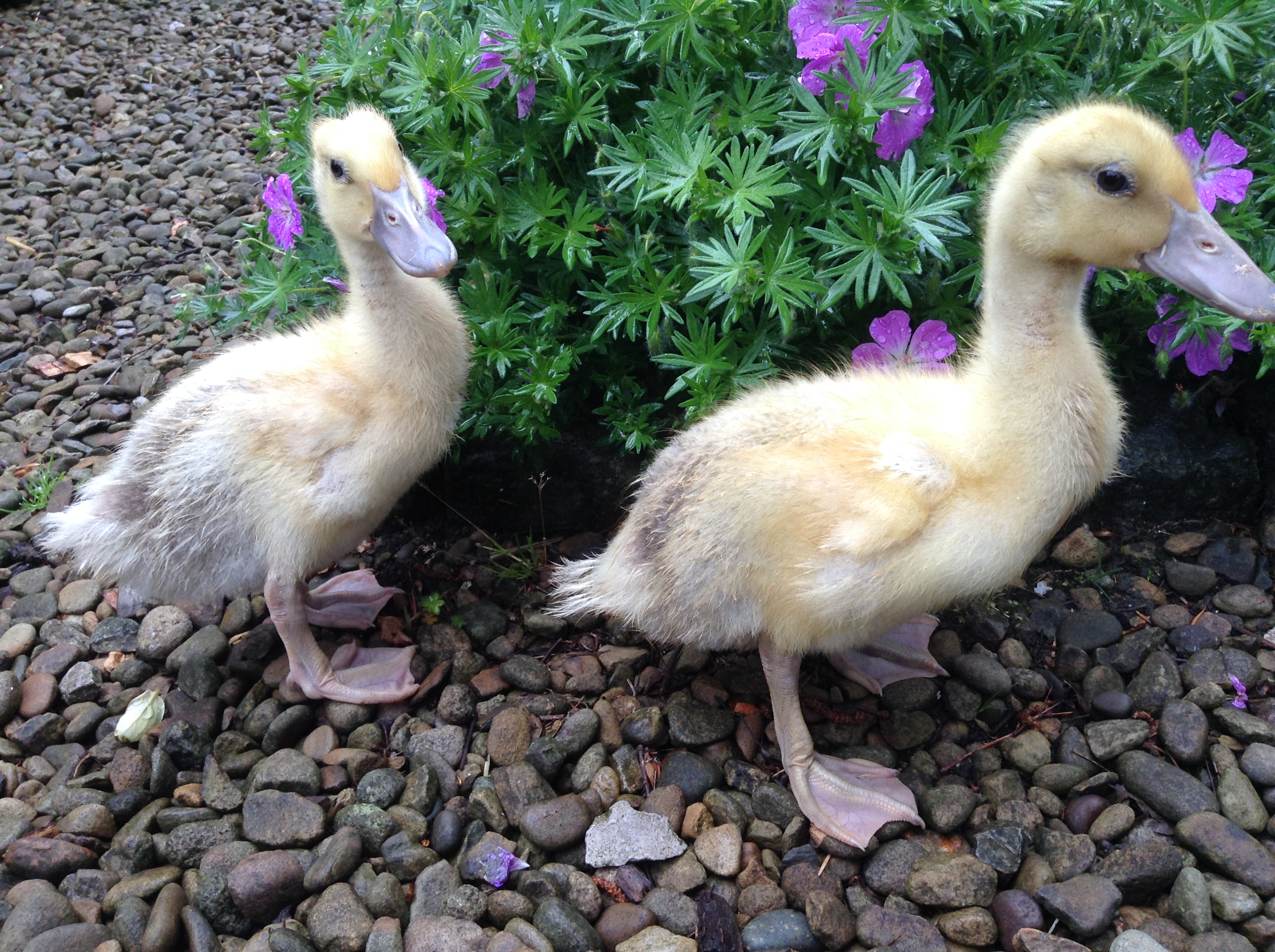 Welsh Harlequin Ducks Breed Information Omlet