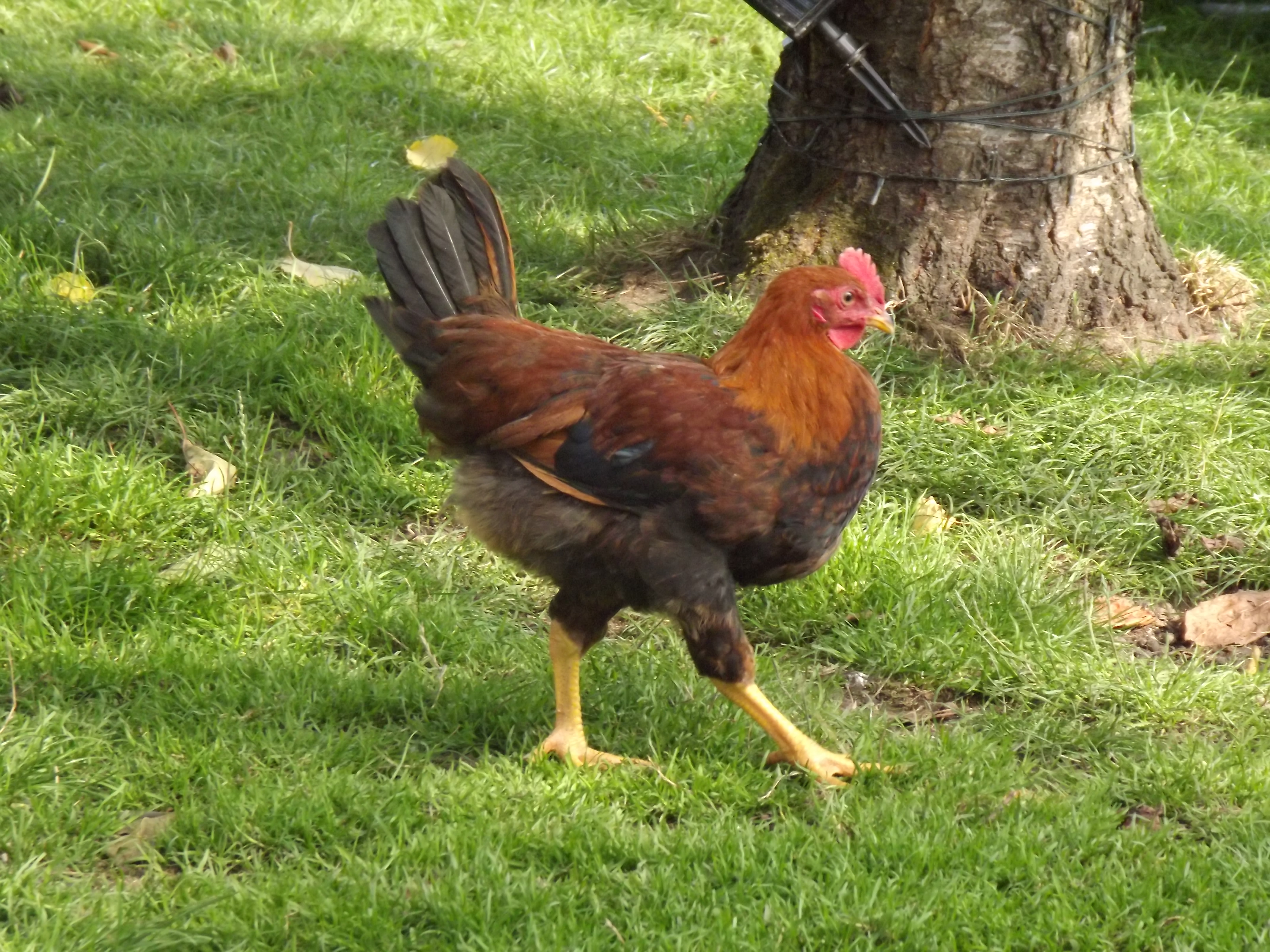 Welsummer For Sale | Chickens | Breed Information | Omlet