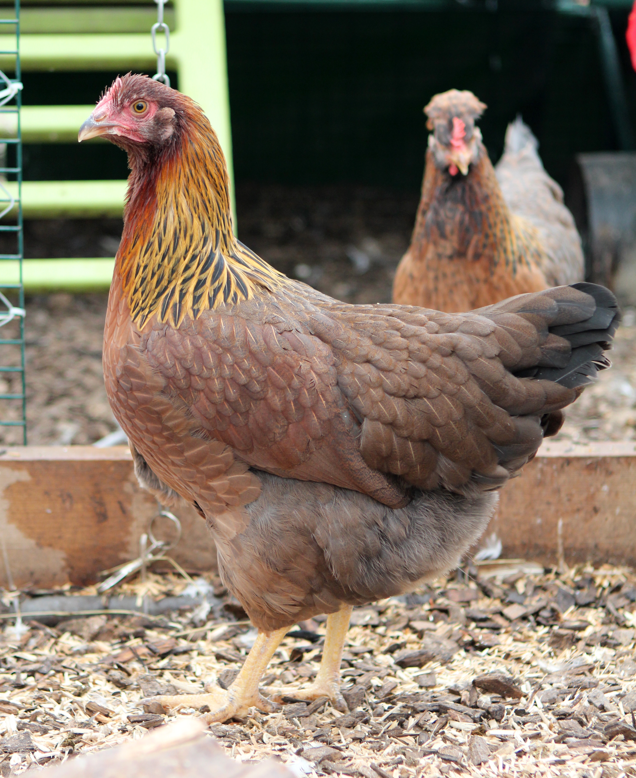 Welsummer For Sale Chickens Breed Information Omlet