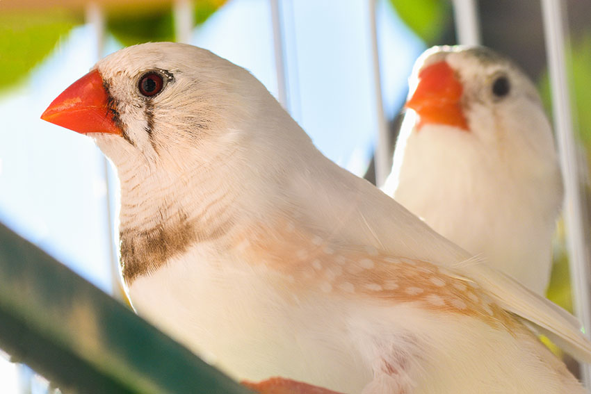 White Zebra Finches