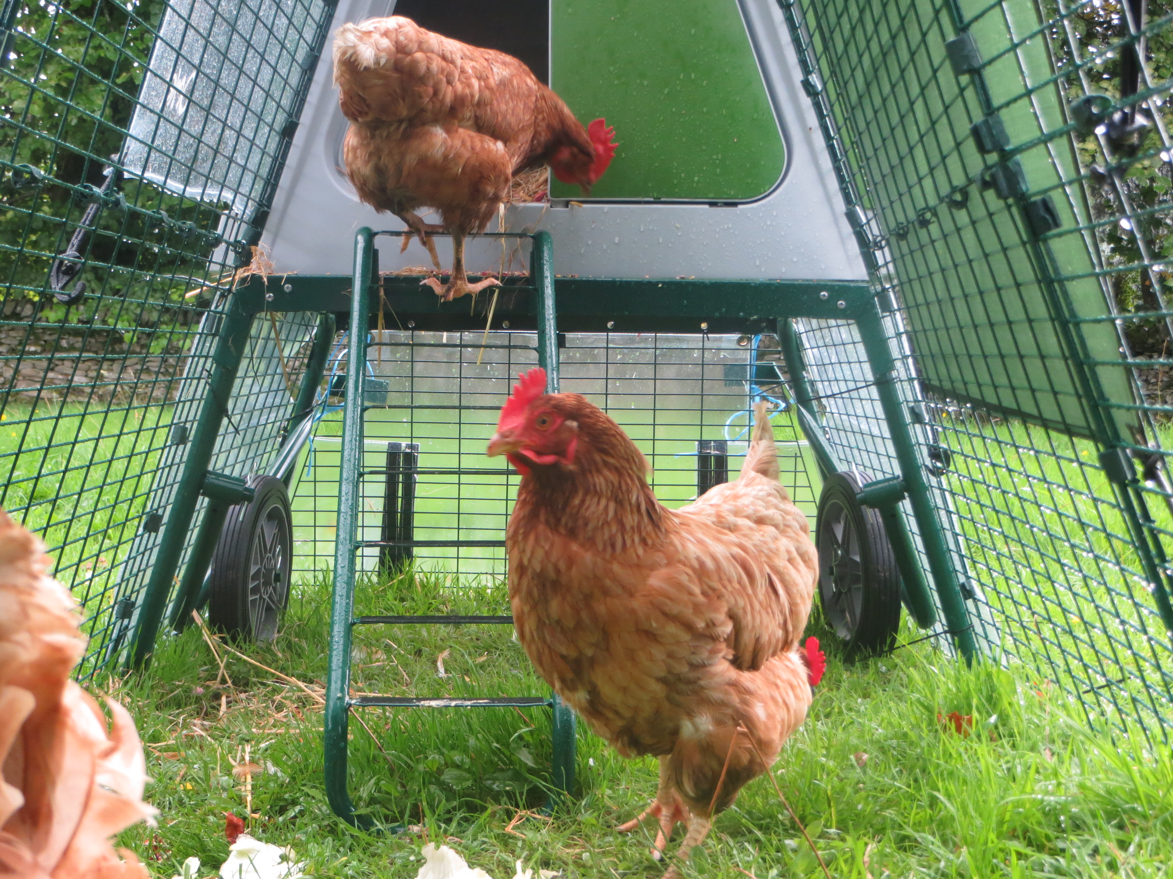 Eglu Go UP Chicken Coop Chicken Coops and Pet Chicken Accessories Omlet