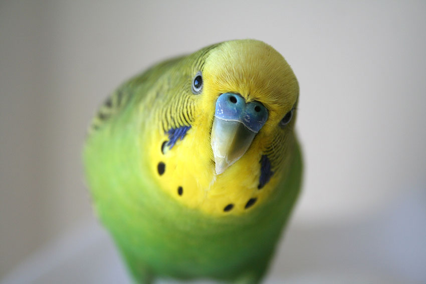 budgies are highly popular pets