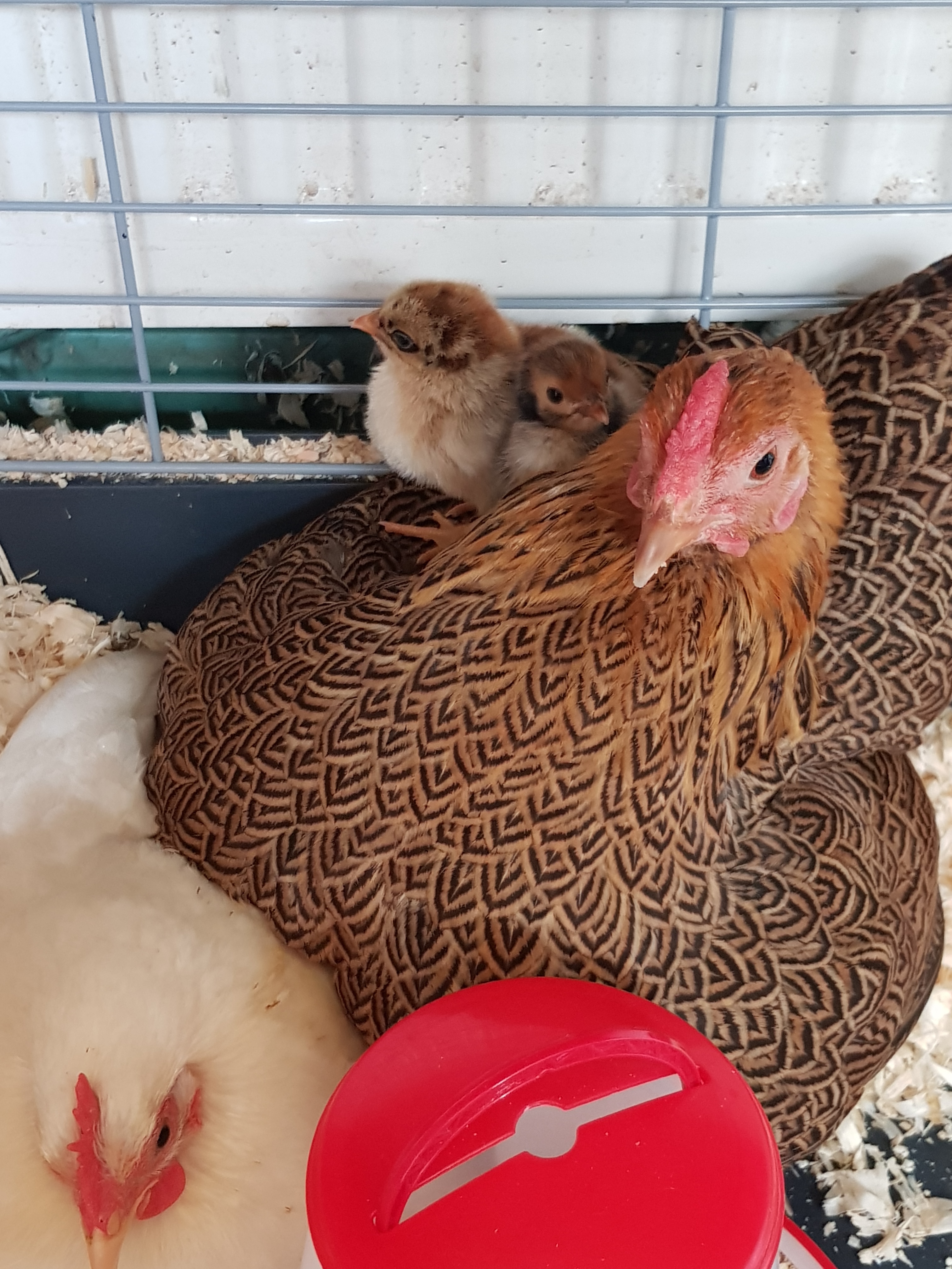Wyandotte For Sale Chickens Breed Information Omlet