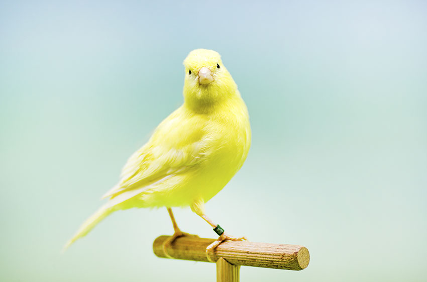 Yellow Canary