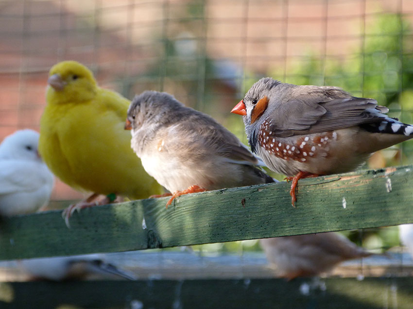 keeping aviaries free of pests is important