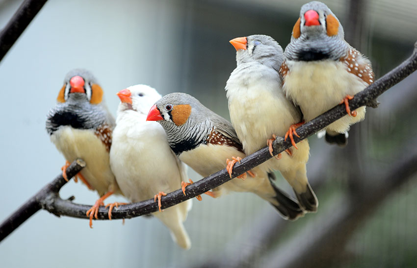 Flock of Zebra finches